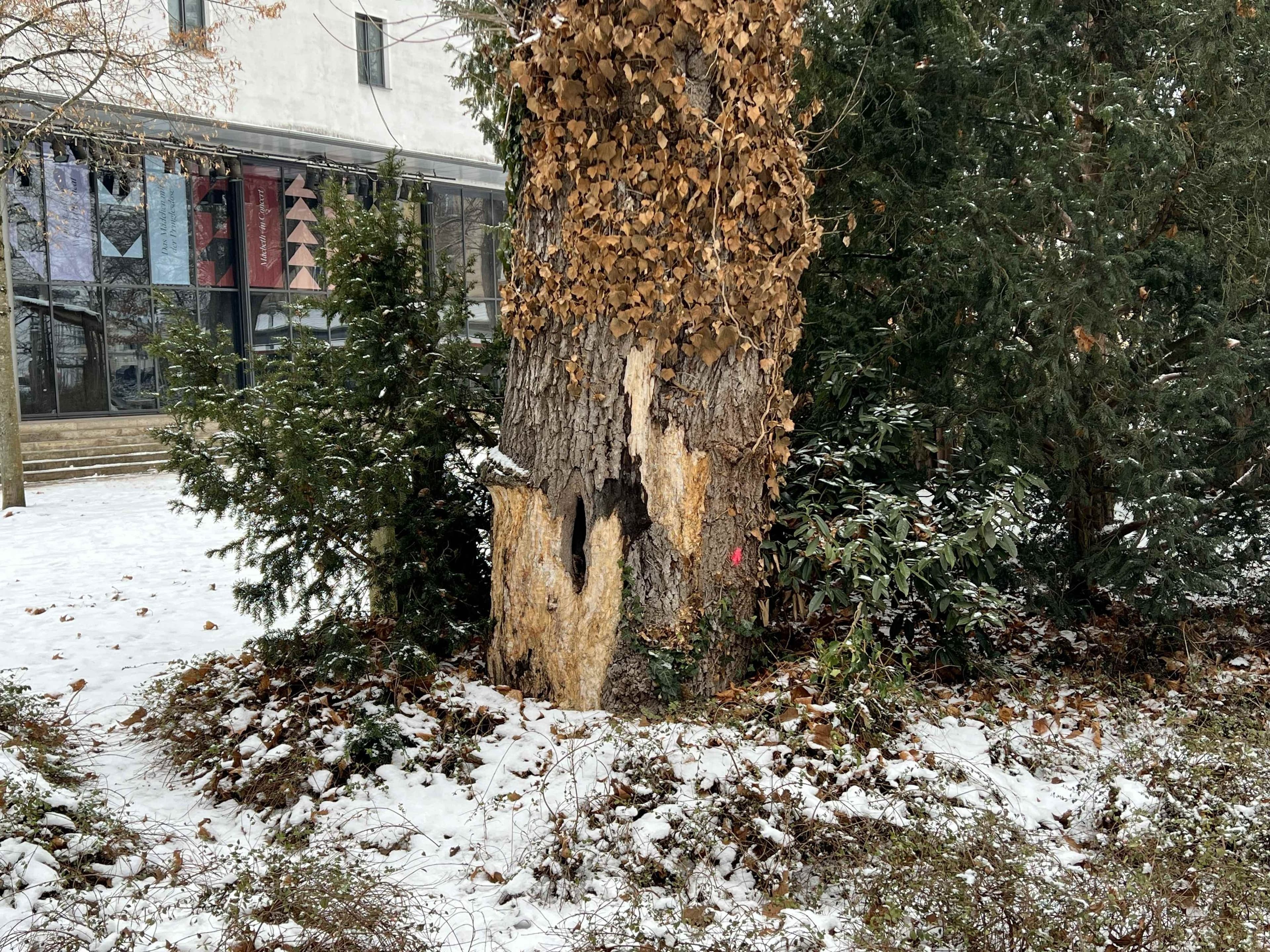 Kranker Ahornbaum im Harmoniegarten wird gefällt | Symbolbild