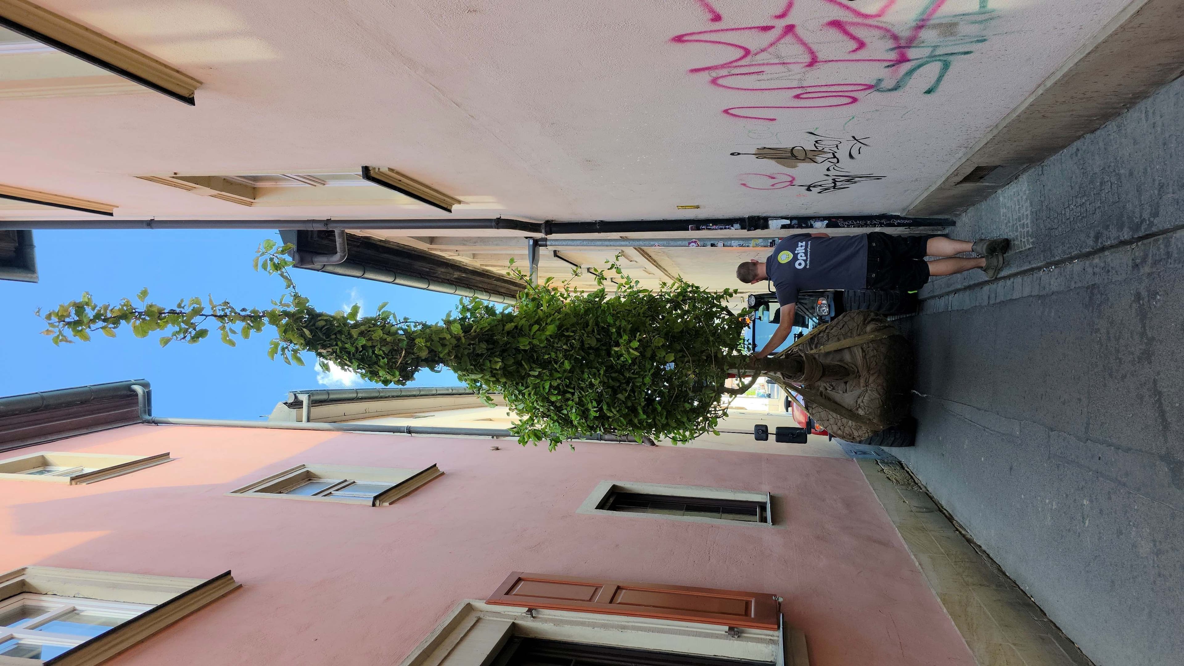 Neue Streuobstwiese mit frisch gepflanzten ObstbĂ€umen im Bamberger GĂ€rtnerviertel., Umweltreferent Jonas GlĂŒsenkamp besichtigt die neue Streuobstwiese im GĂ€rtnerviertel. Neue Streuobstwiese mit frisch gepflanzten ObstbĂ€umen im Bamberger GĂ€rtnerviertel., Umweltreferent Jonas GlĂŒsenkamp besichtigt die neue Streuobstwiese im GĂ€rtnerviertel.