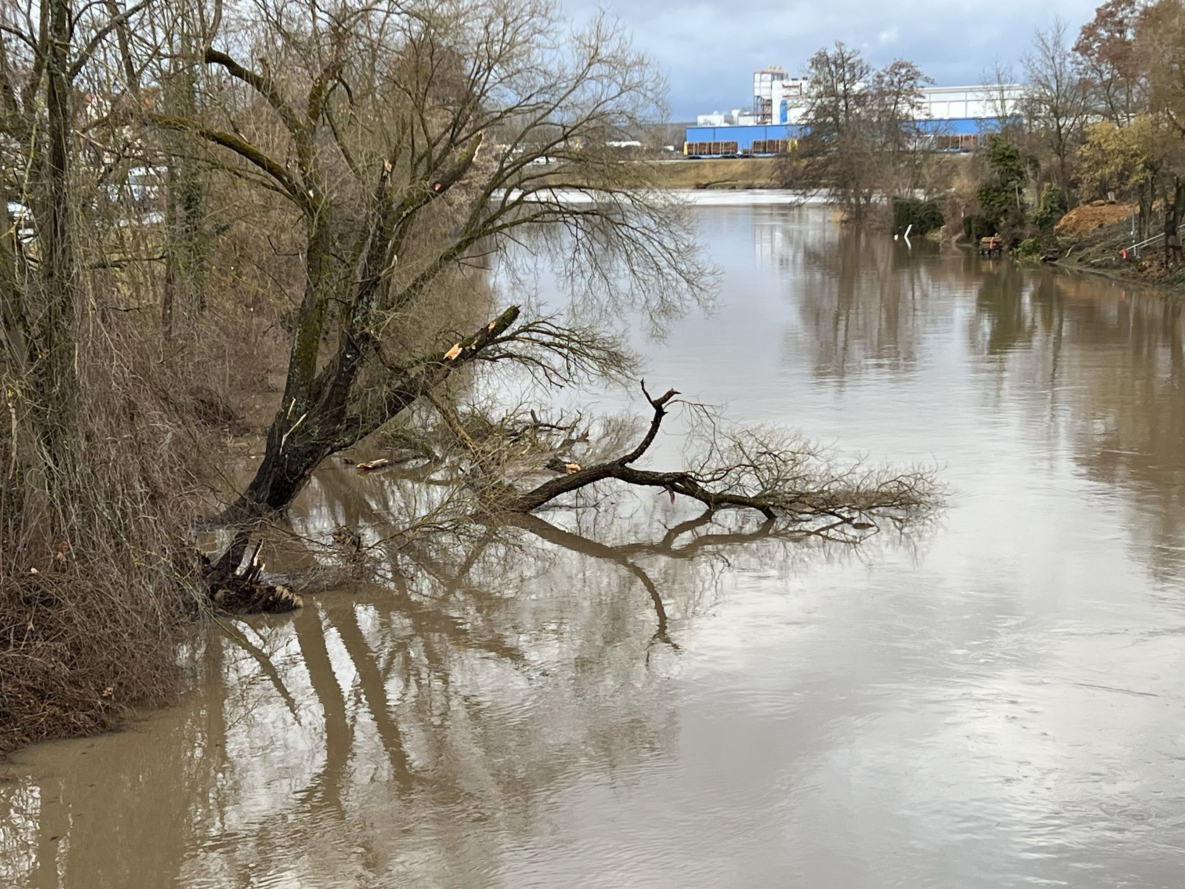 Ein entwurzelter Baum liegt in der Regnitz, Bergungsarbeiten werden vorbereitet.