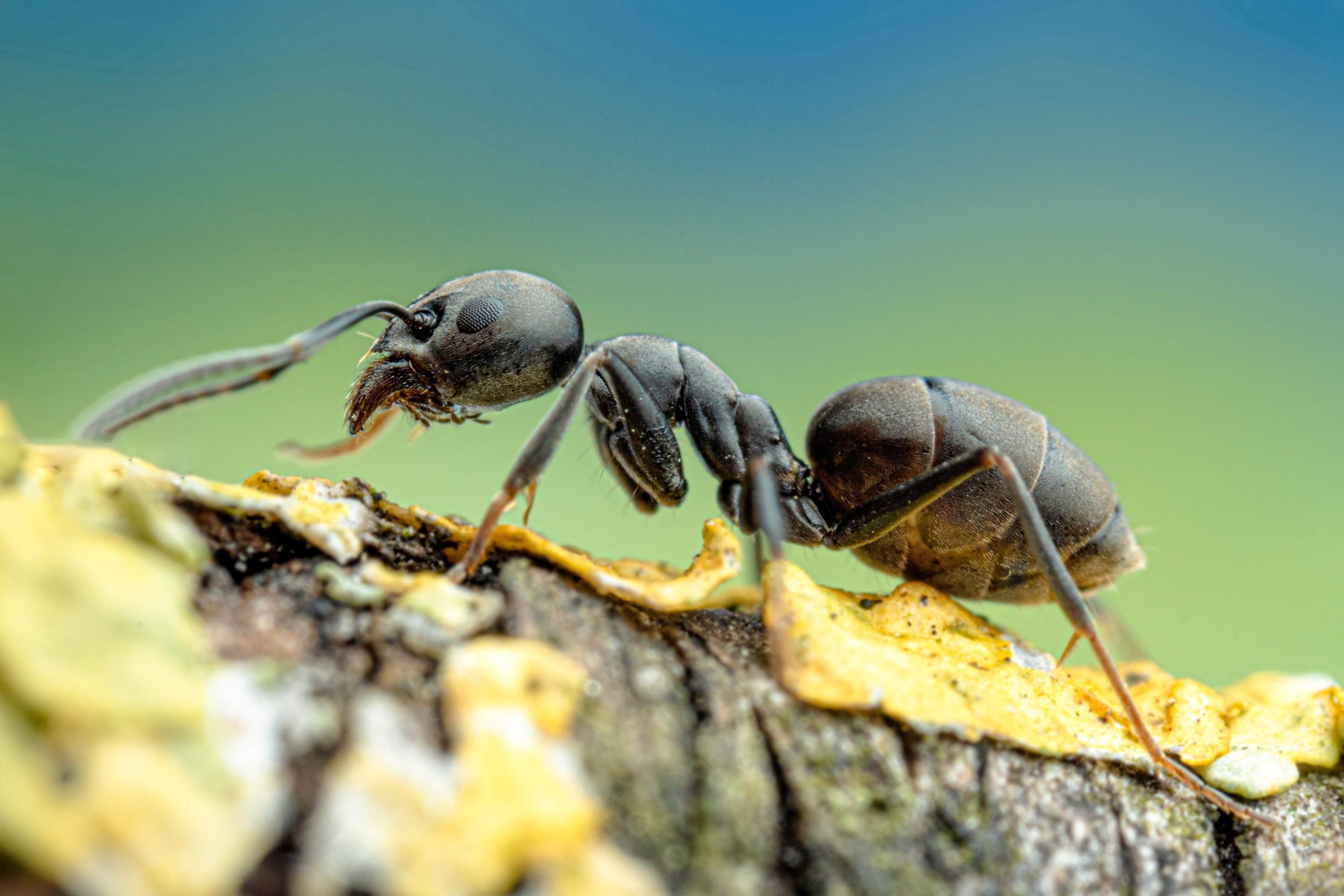 Invasion der Großen Drüsenameise in Lahr | Symbolbild