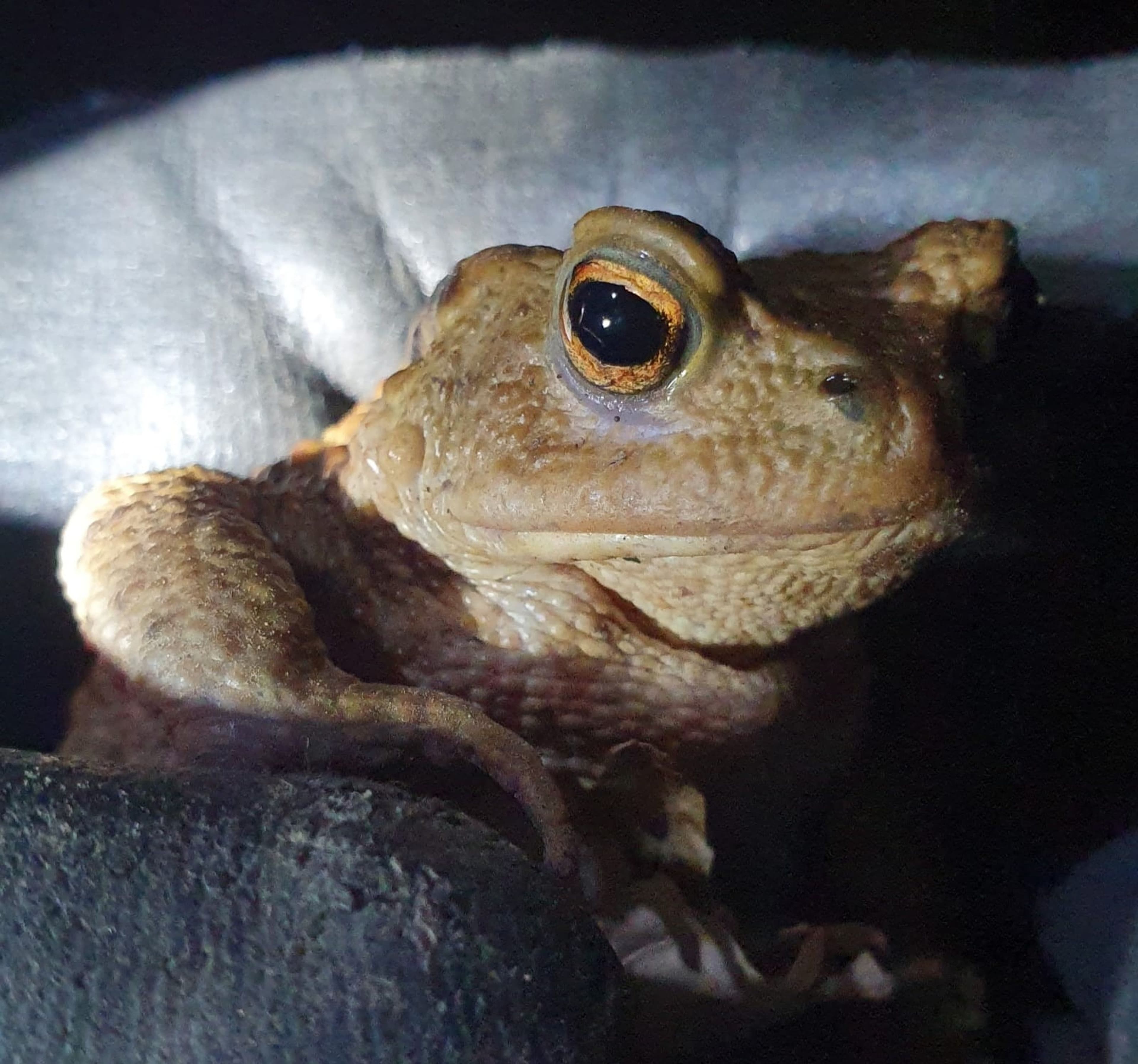 Amphibienwanderung in Lahr: Ein spektakuläres Naturschauspiel beginnt! | Symbolbild