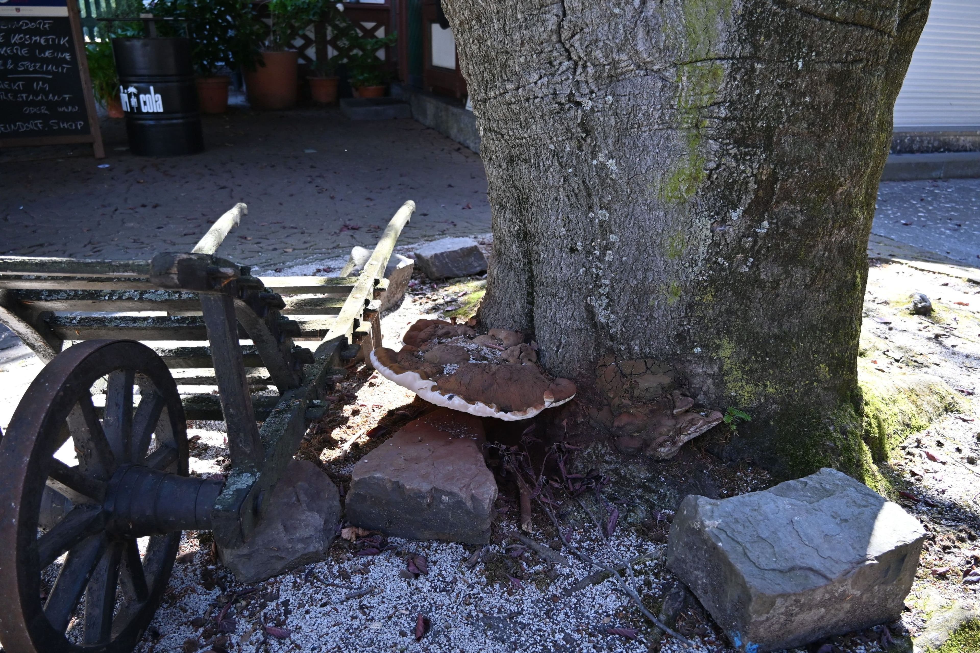 Alte Rotbuche im Weindorf muss weichen | Symbolbild