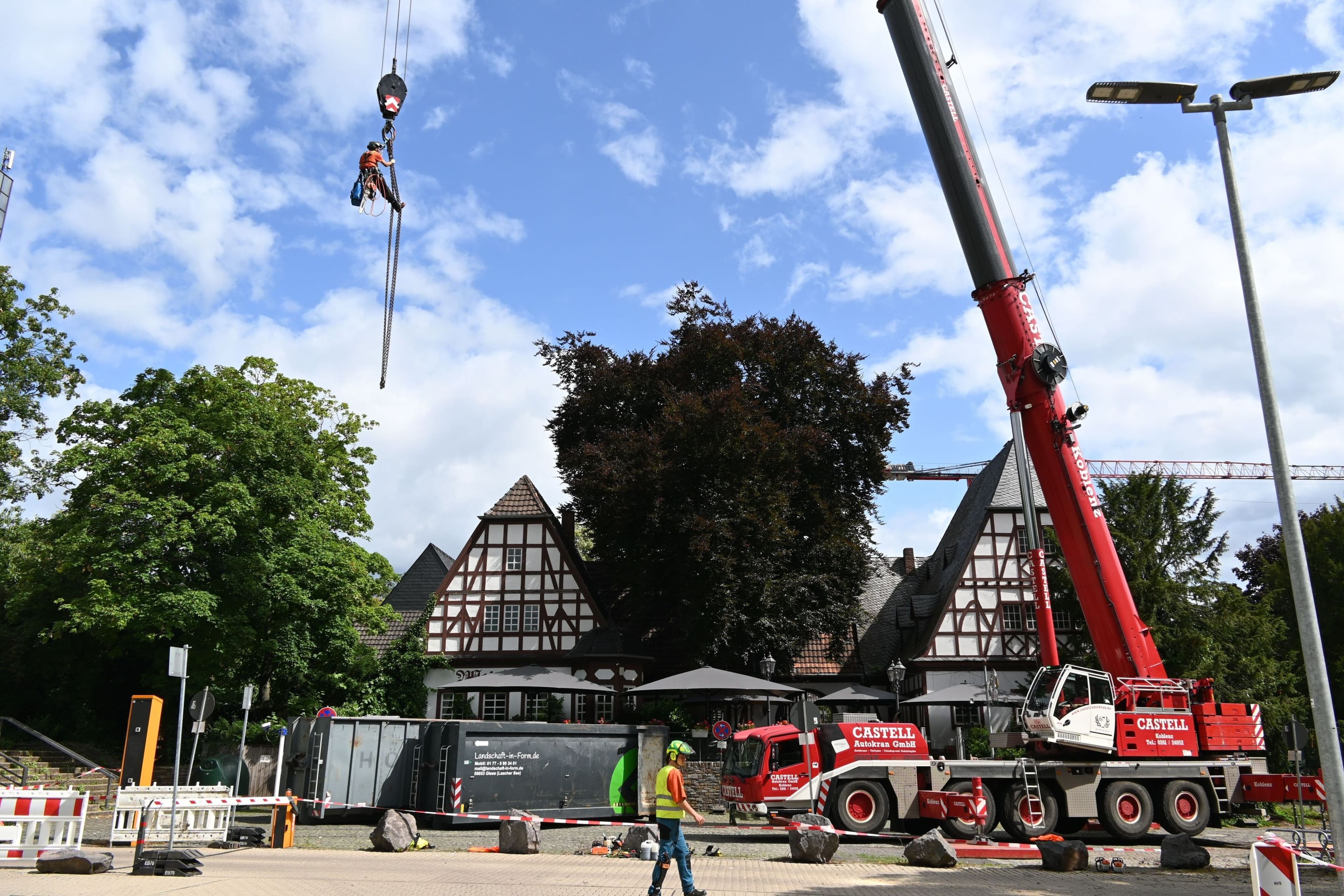 Jahrhundertealte Blutbuche vorsorglich gefällt | Symbolbild