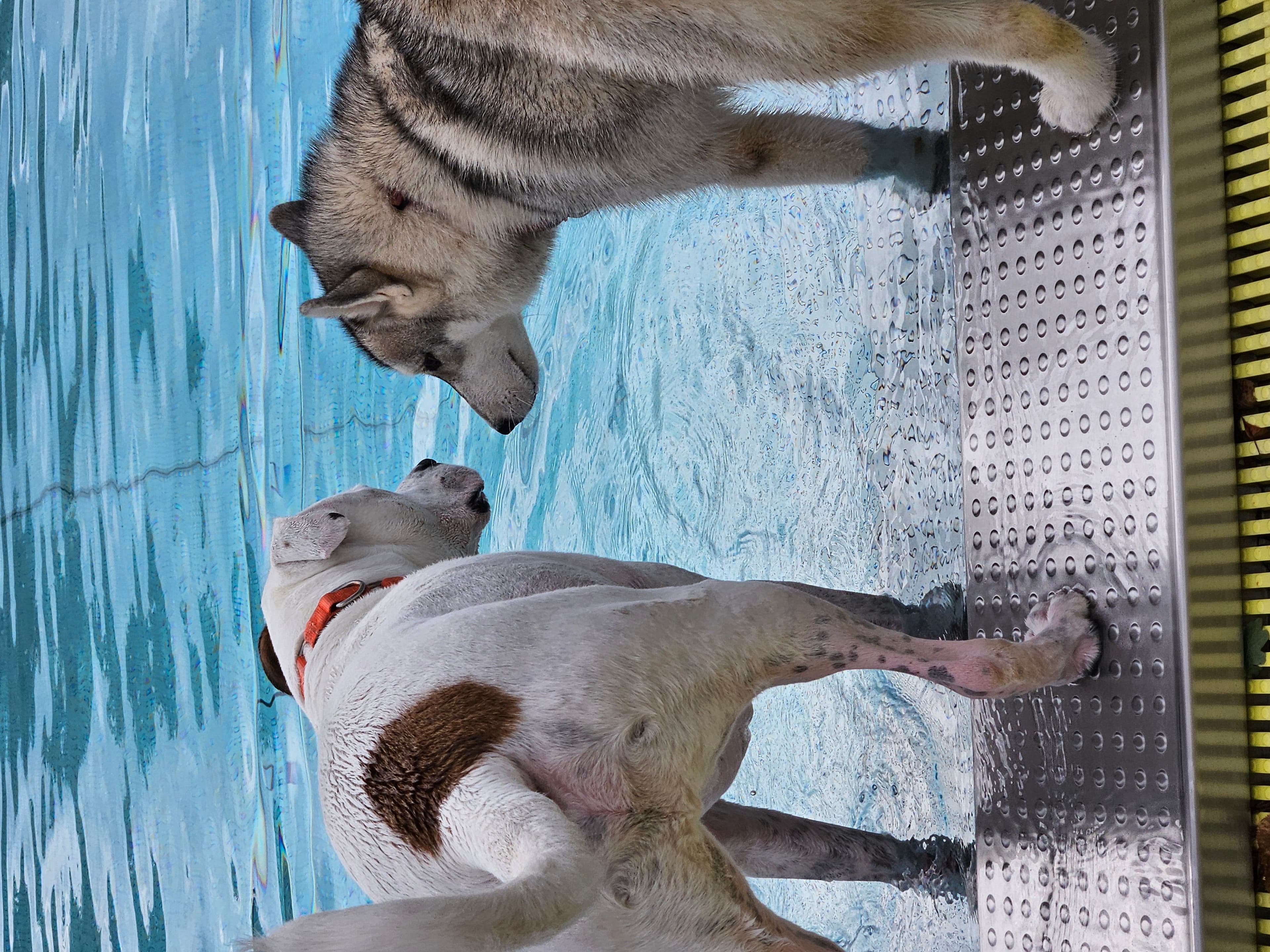 Badespaß für Hunde in Kaiserslautern | Symbolbild