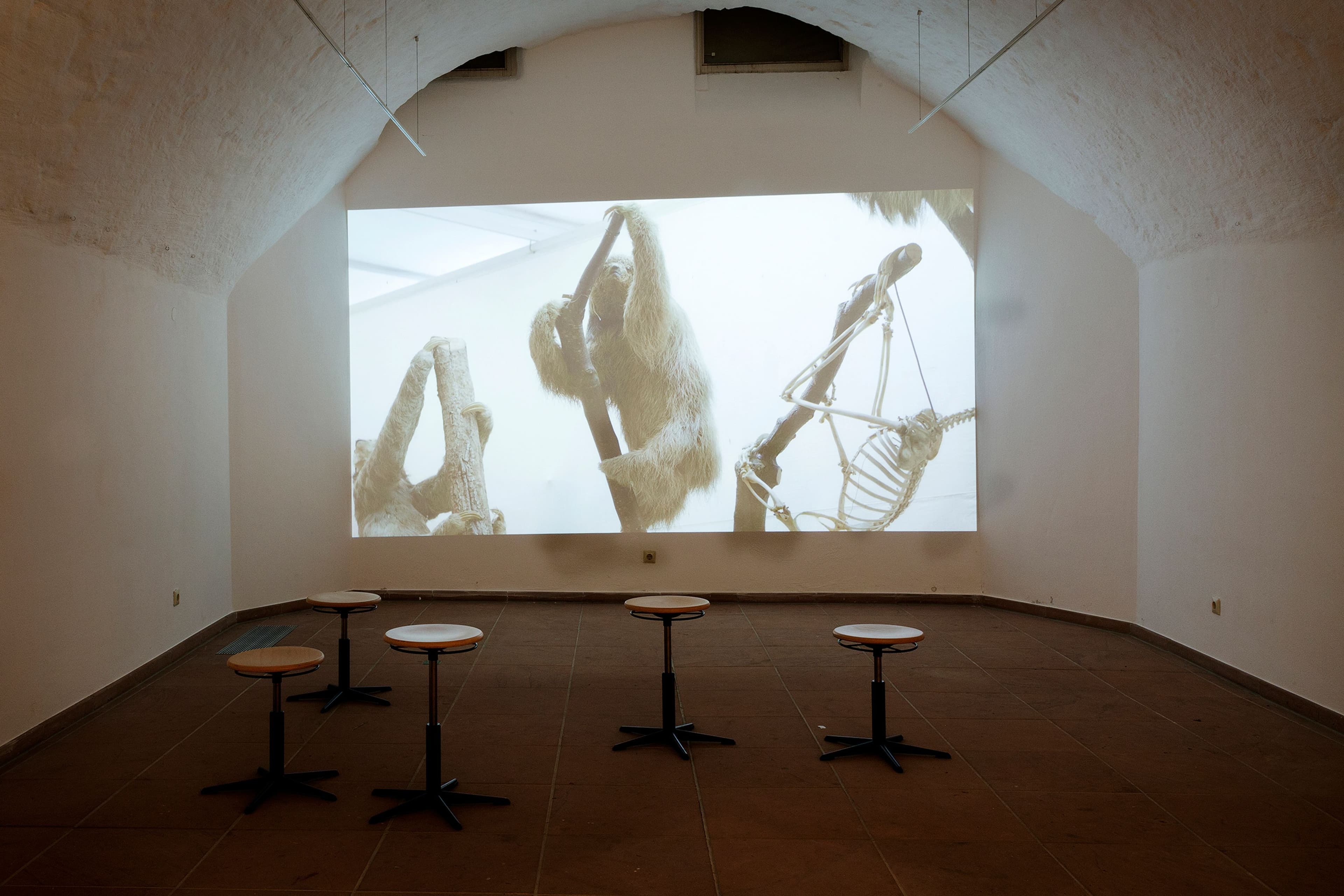 Finissage der Langsdorff-Ausstellung: Einblick in Brasilien und kulturelle Vielfalt | Symbolbild