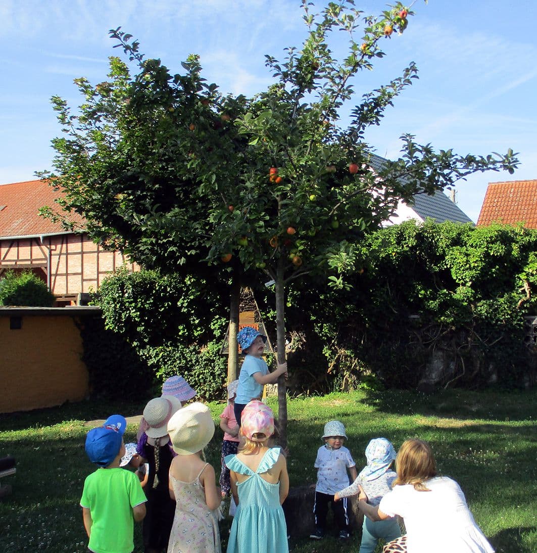 Apfelfreuden in Halberstadt: Erntezeit für die kleinen Naturfreunde | Symbolbild