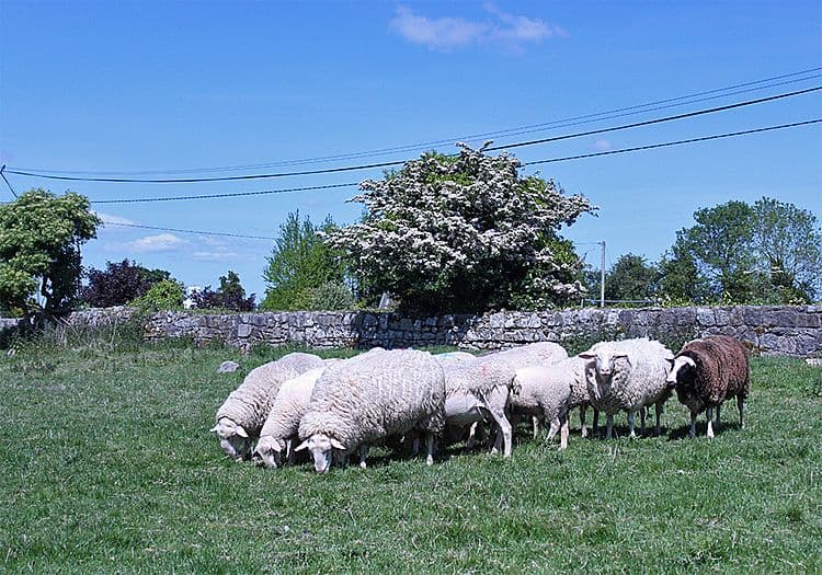 Mediterraner Käsegenuss aus Irland | Symbolbild
