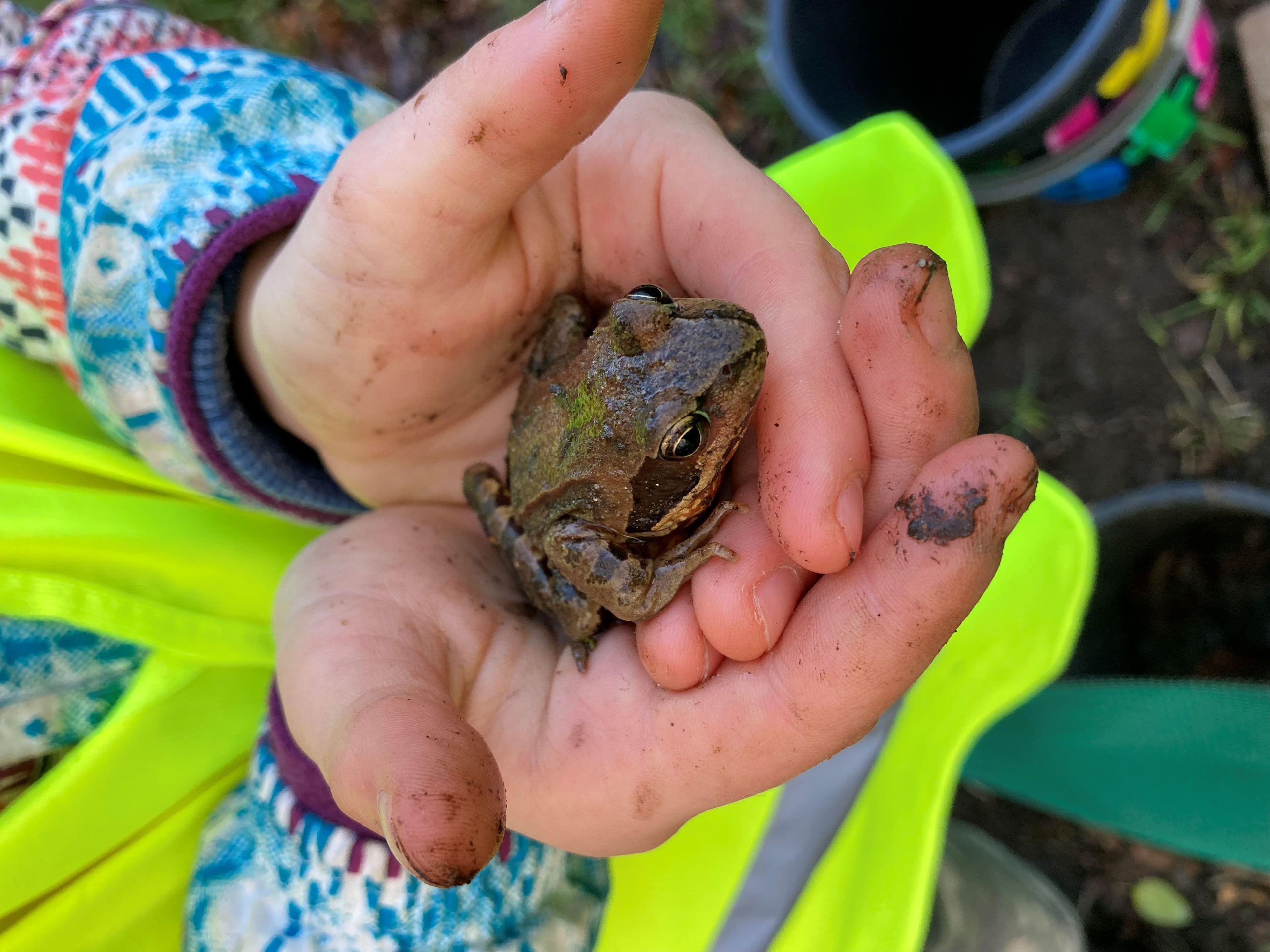 Minden schützt wandernde Amphibien | Symbolbild