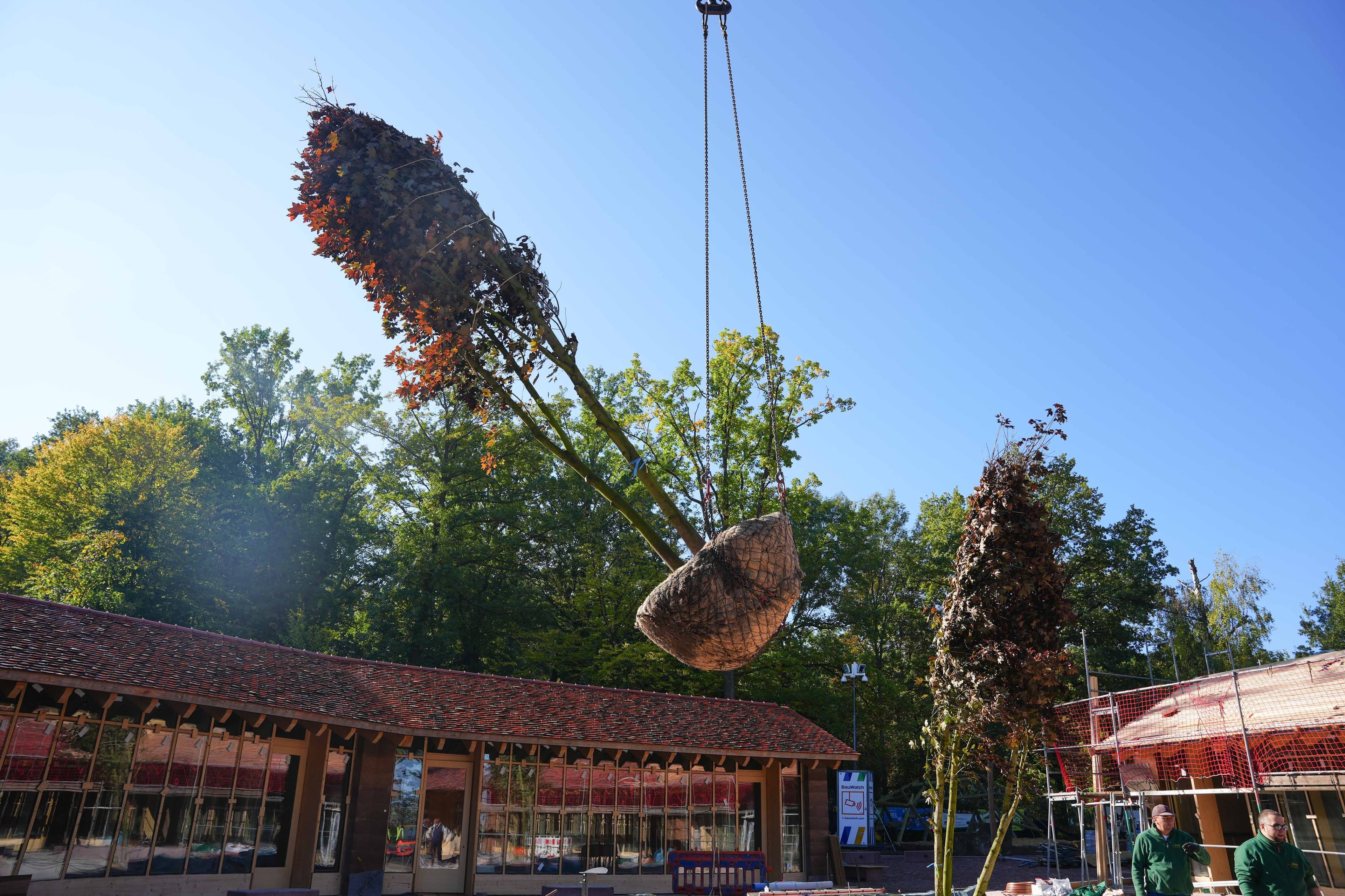 Neue Spitzahorne verschönern Wildpark Pforzheim | Symbolbild