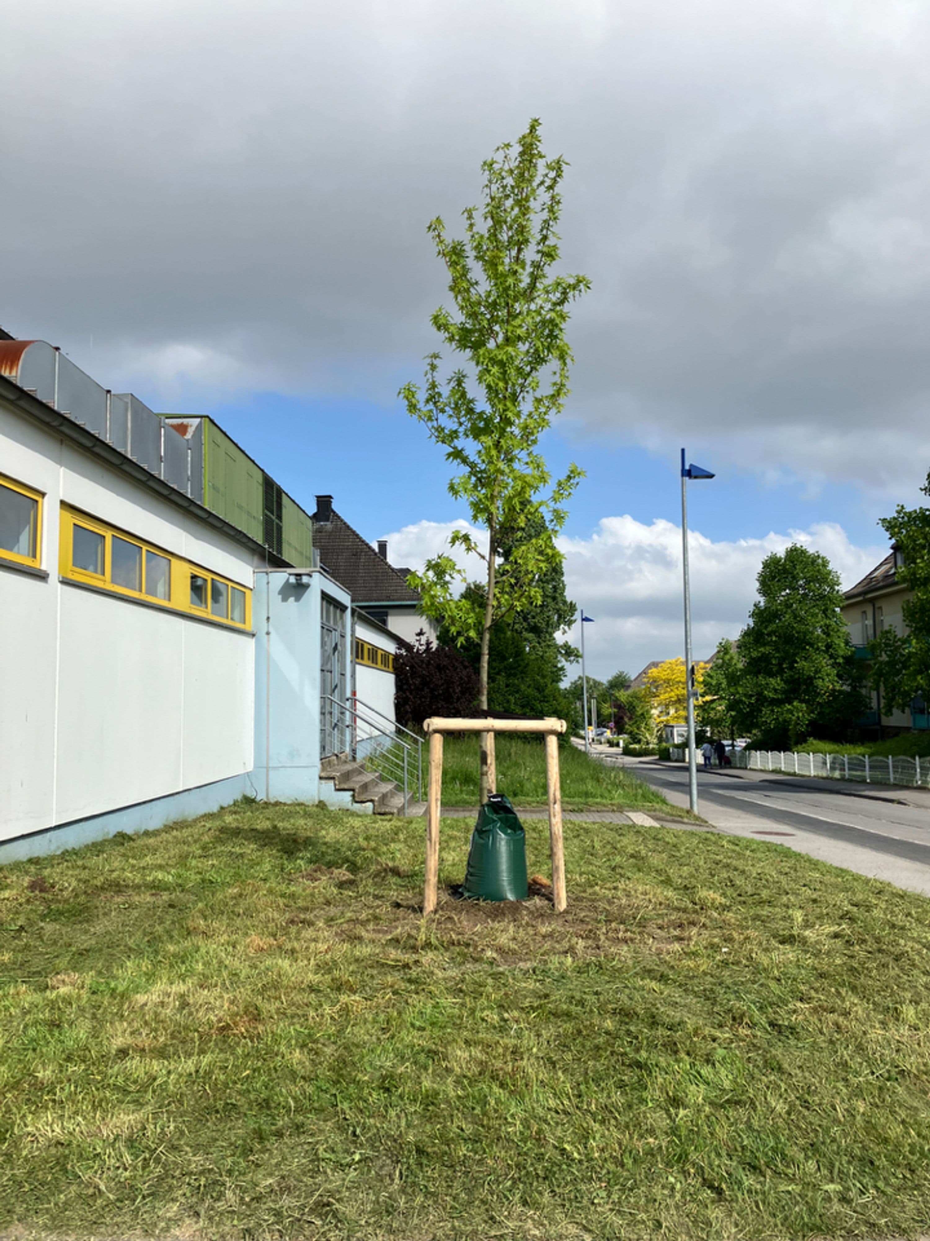Menden gedenkt mit neuem Trauerbaum | Symbolbild