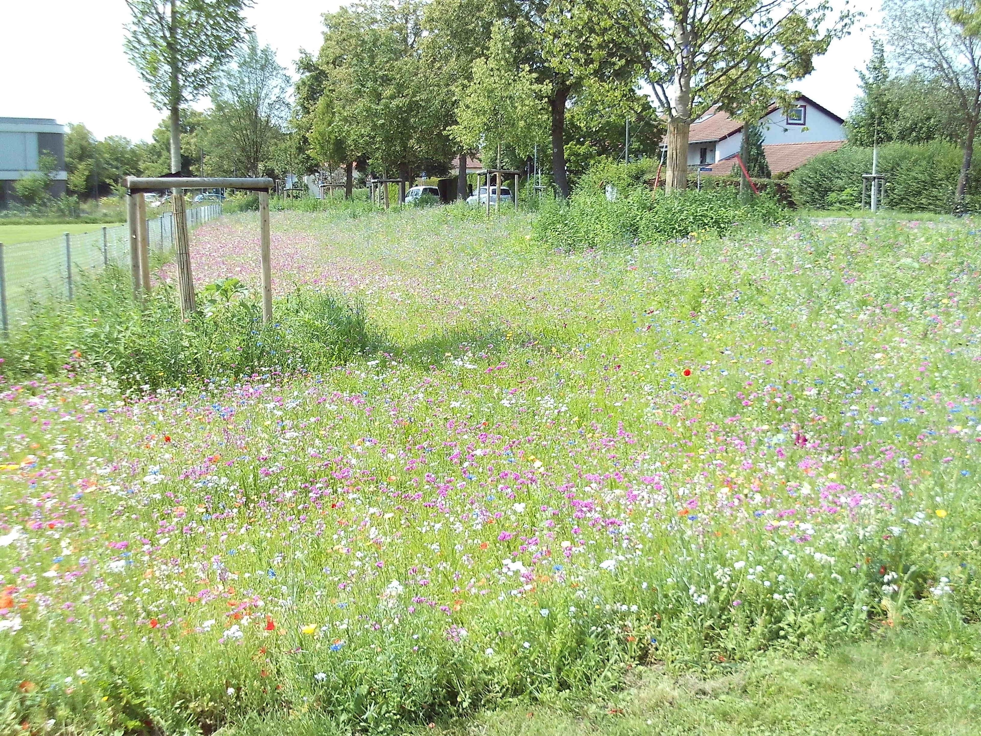 Blühstreifen an der Hardtkapellenstraße fördert Artenvielfalt und bietet Futter für Insekten.