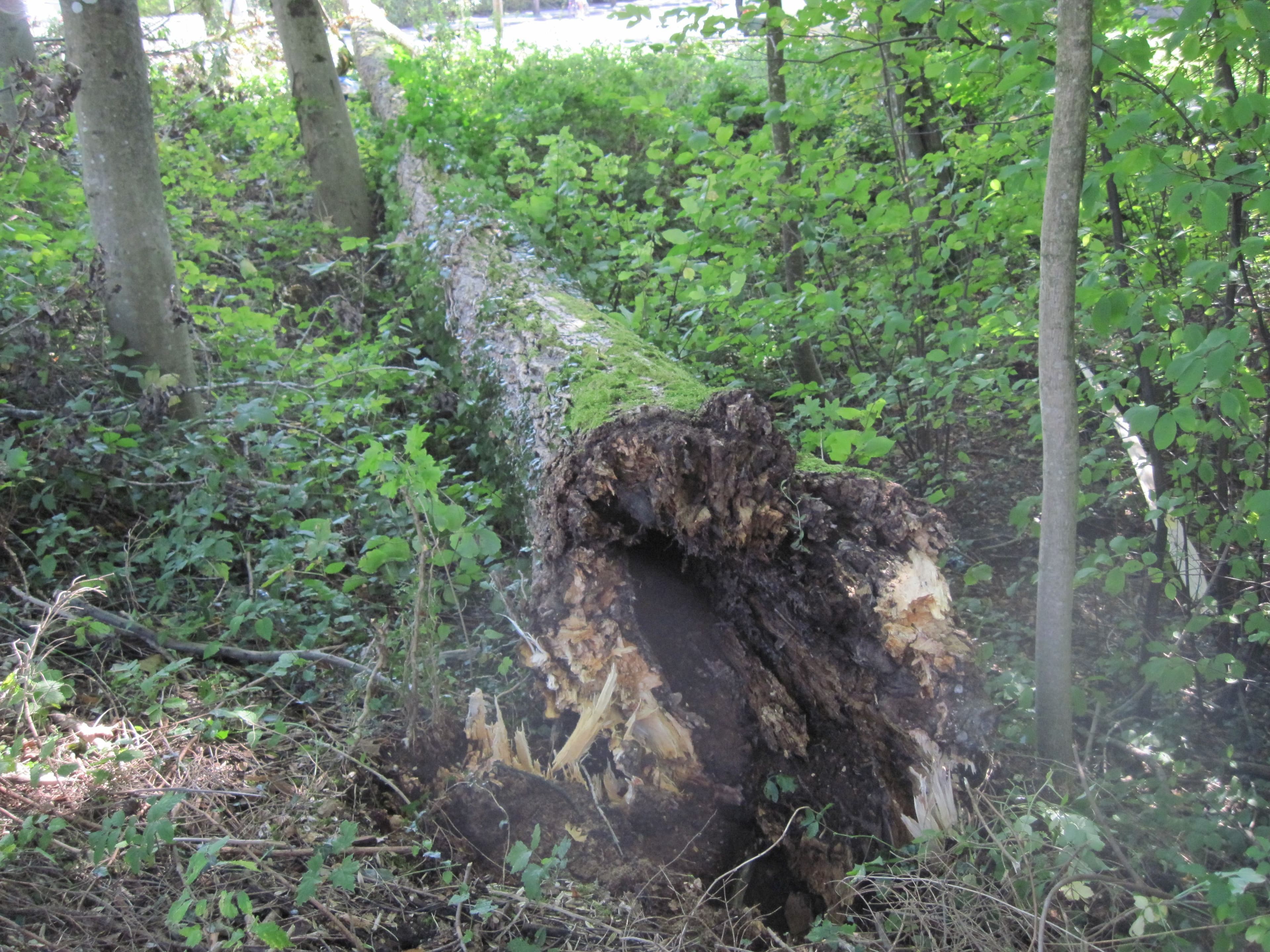 Baumarbeiten 2026 in Bad Reichenhall geplant | Symbolbild
