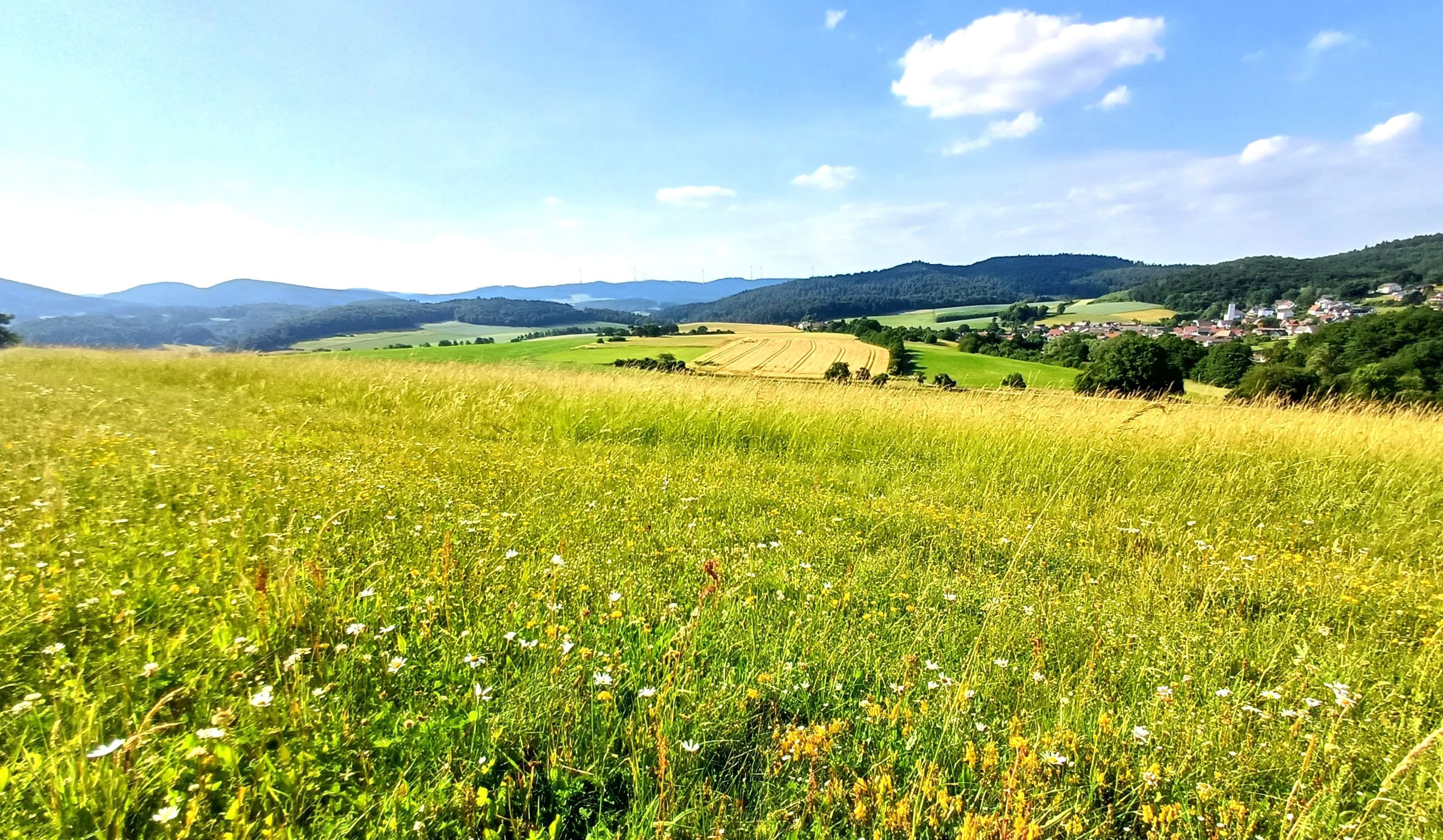 Artenreiche Wiesen im Landkreis Marburg-Biedenkopf | Symbolbild