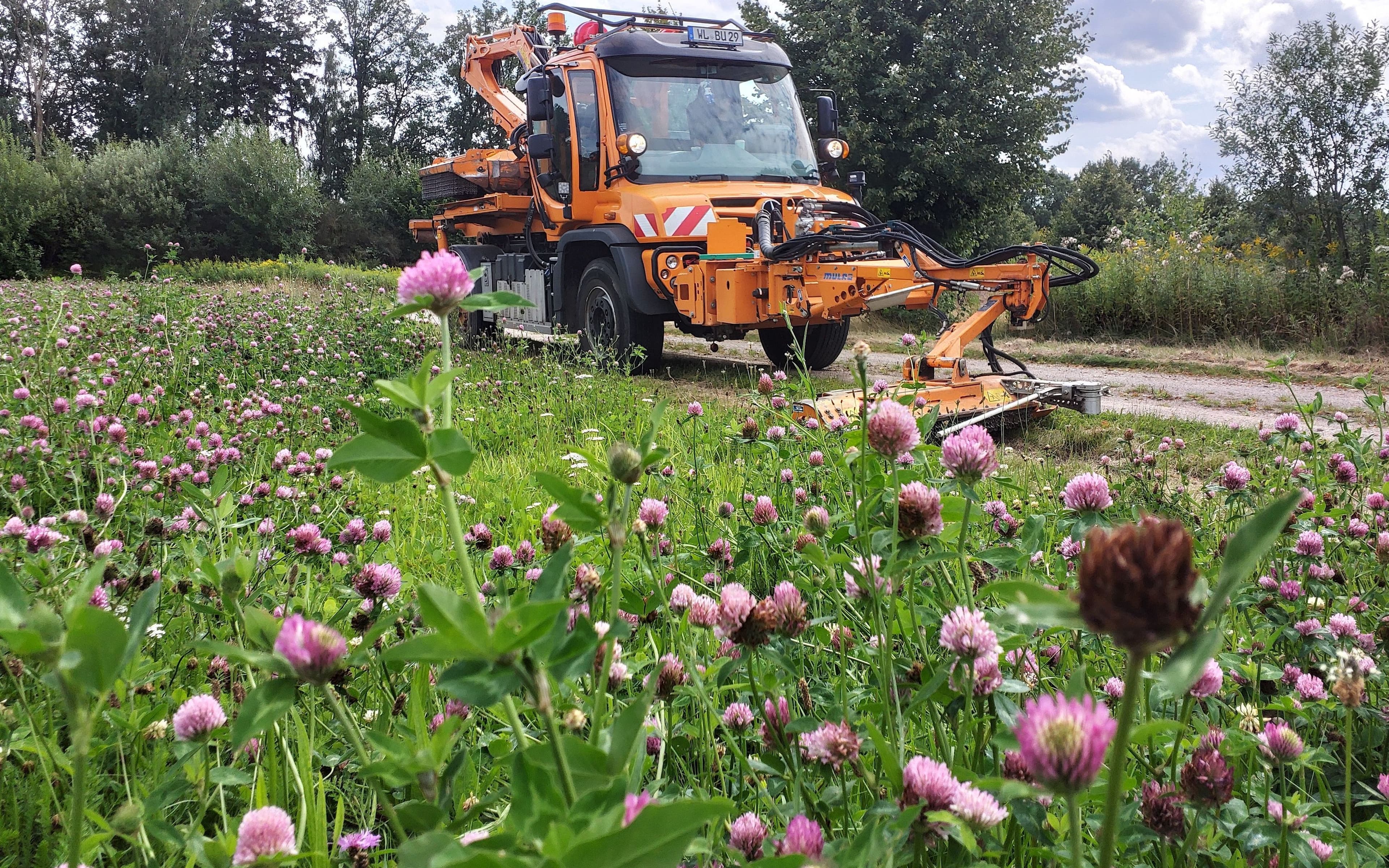 Buchholz schützt Insekten mit neuem Pflegekonzept | Symbolbild