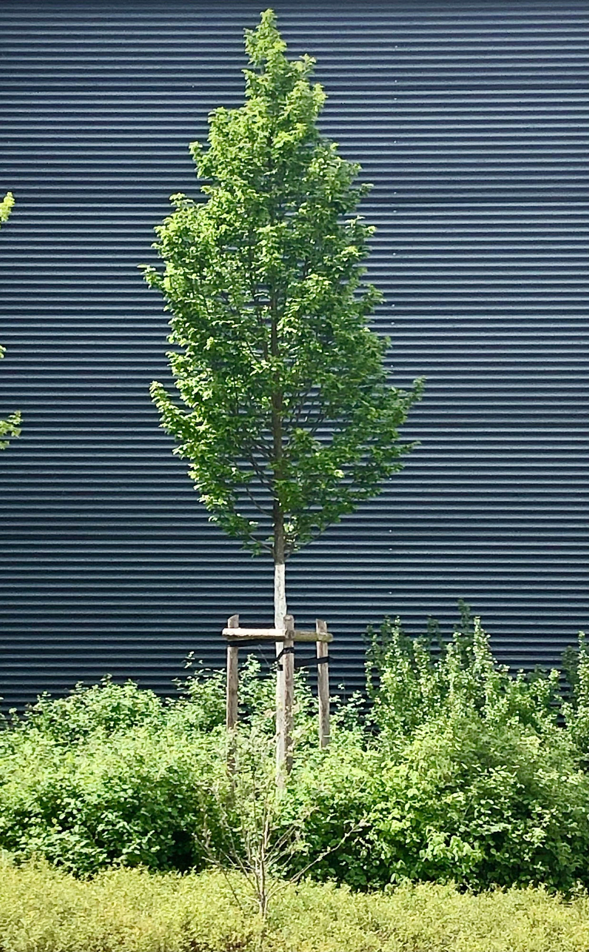 Dreieich wird grüner: Über 80 neue Bäume geplant | Symbolbild