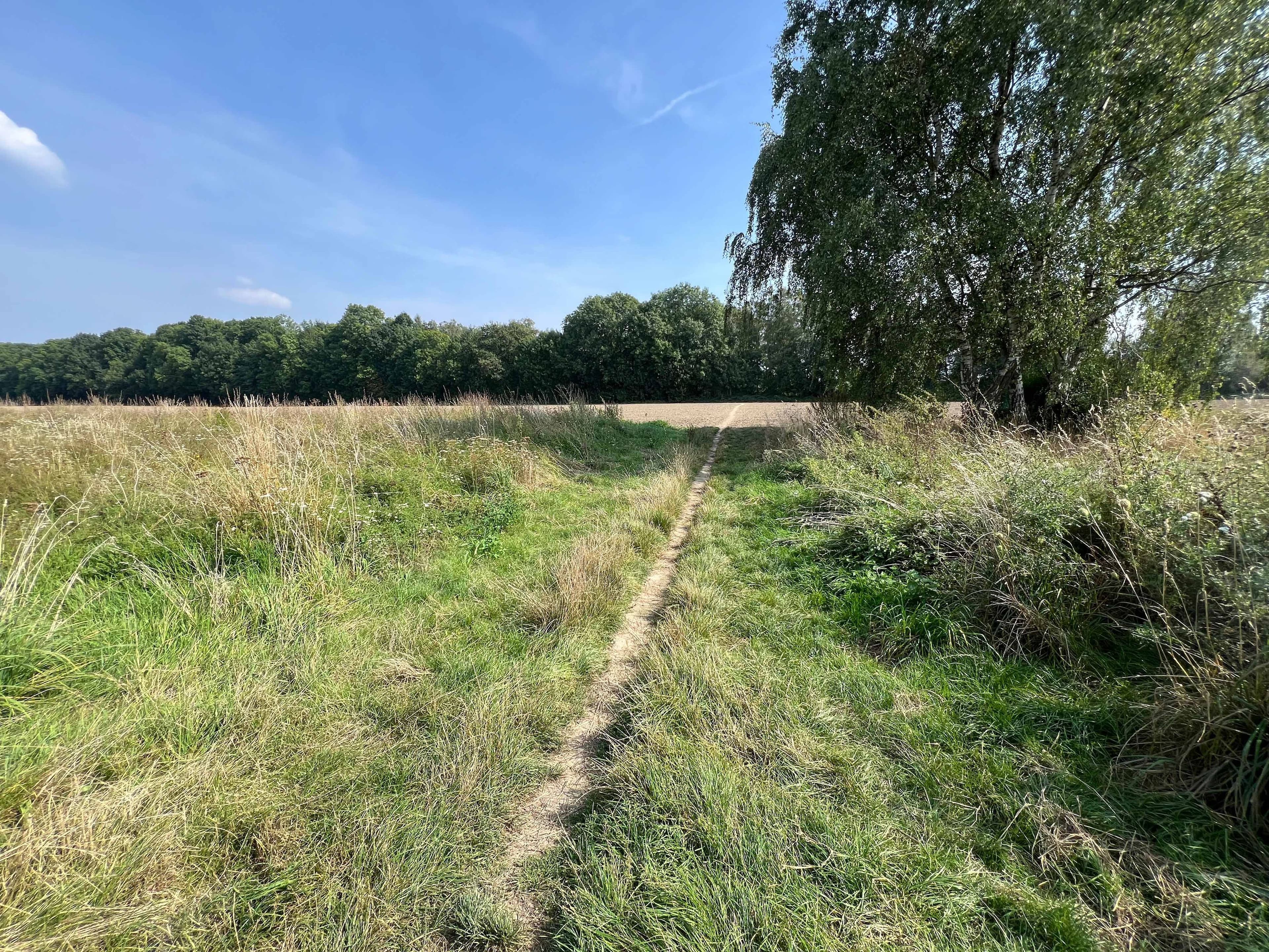 Blühstreifen in Gefahr: Wie Trampelpfade die Natur bedrohen | Symbolbild