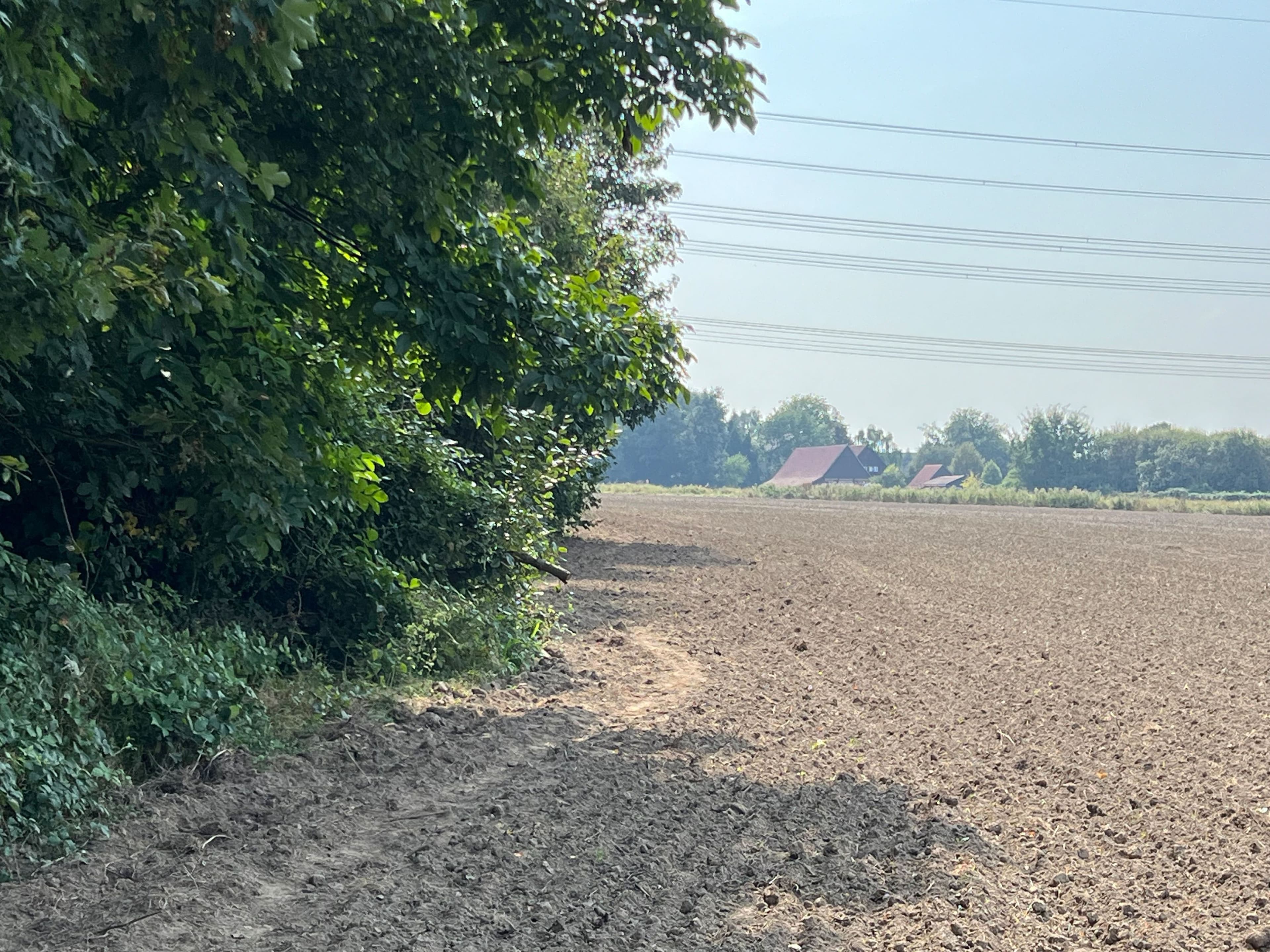 Blühstreifen in Gefahr: Wie Trampelpfade die Natur bedrohen | Symbolbild