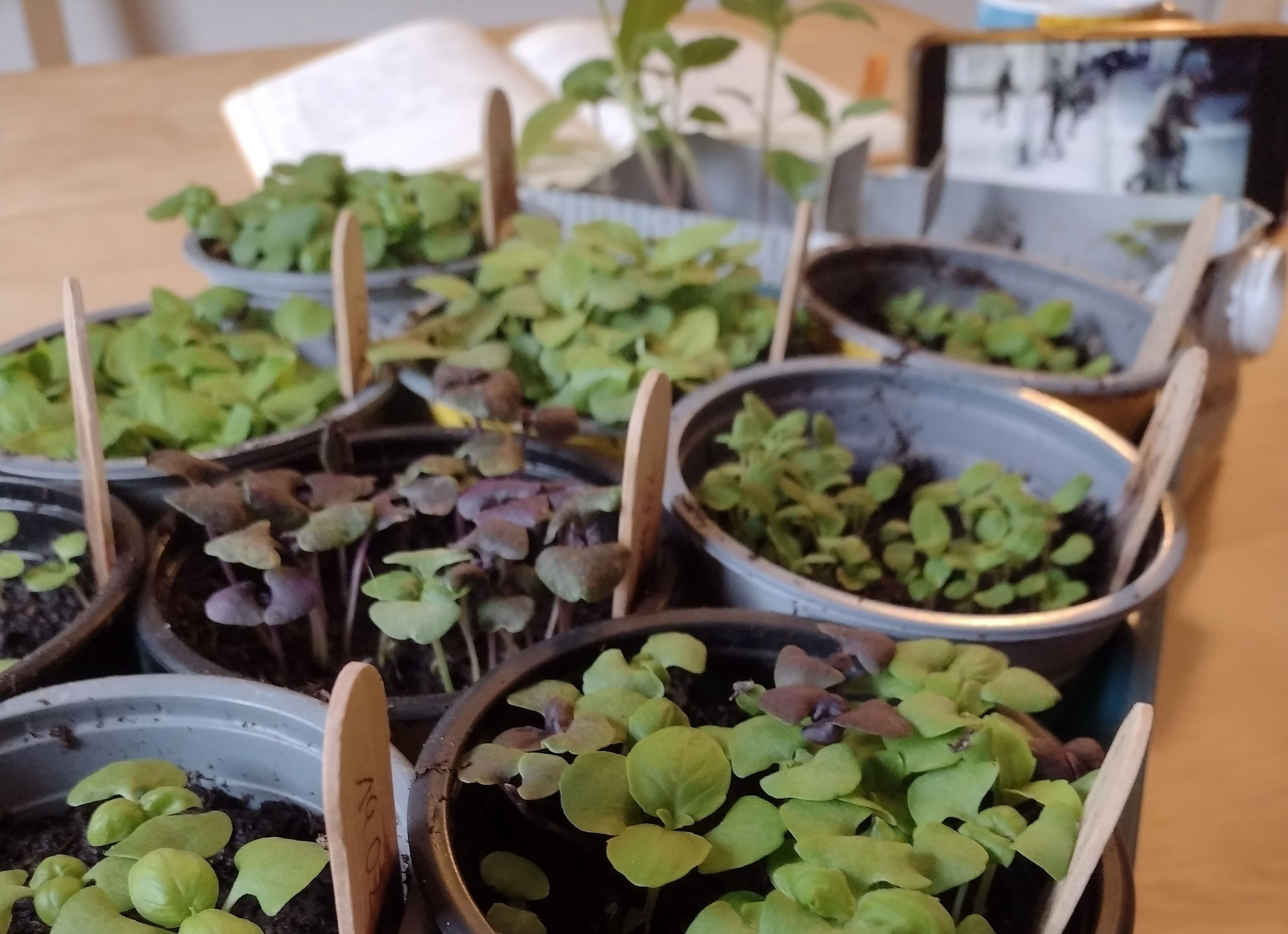 In der Saatgutbibliothek können Besucher Saatgut ausleihen, aussäen und geerntetes Saatgut später zurückgeben.