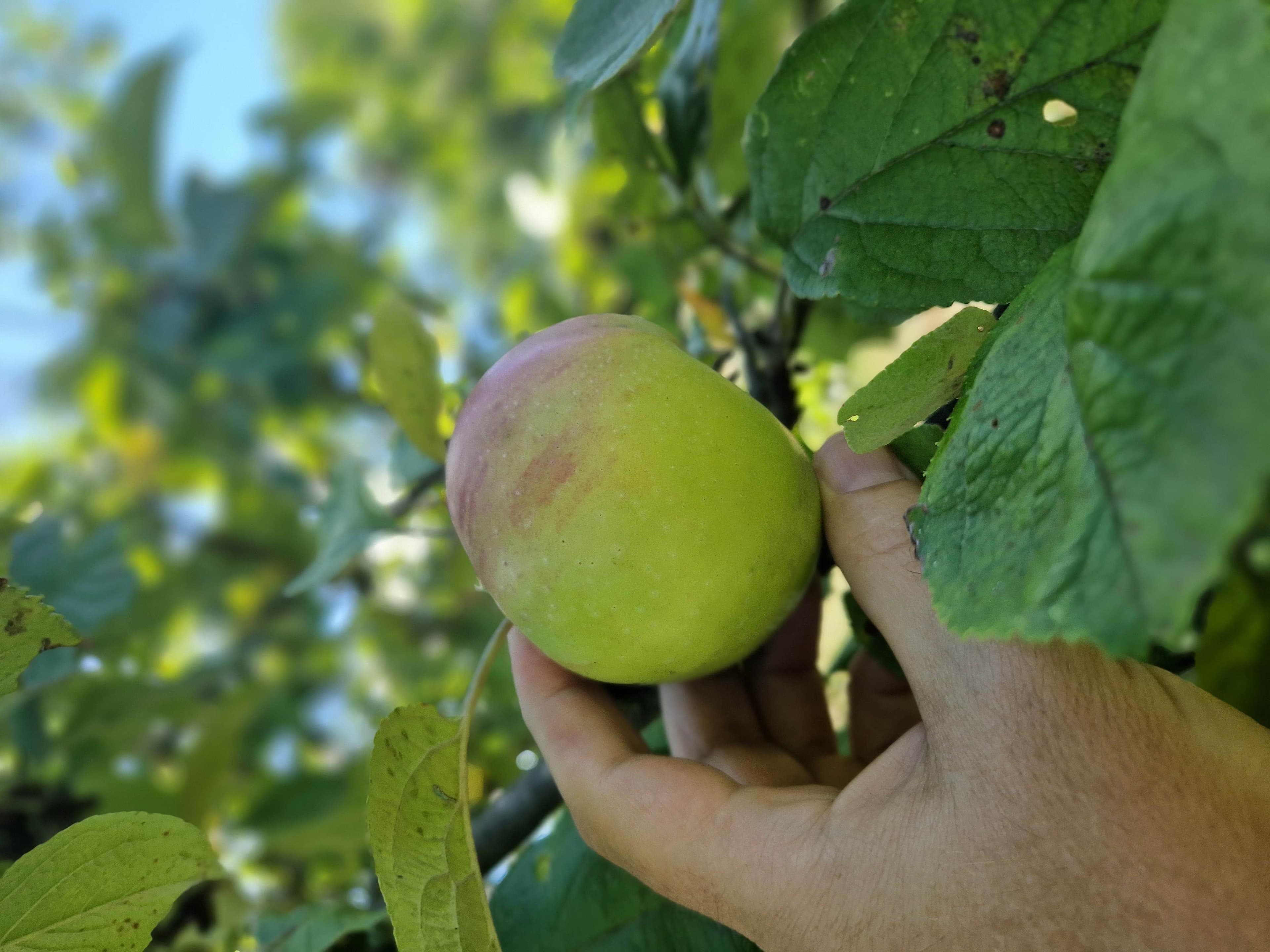 Das Gelbe Band: Obst kostenlos ernten | Symbolbild