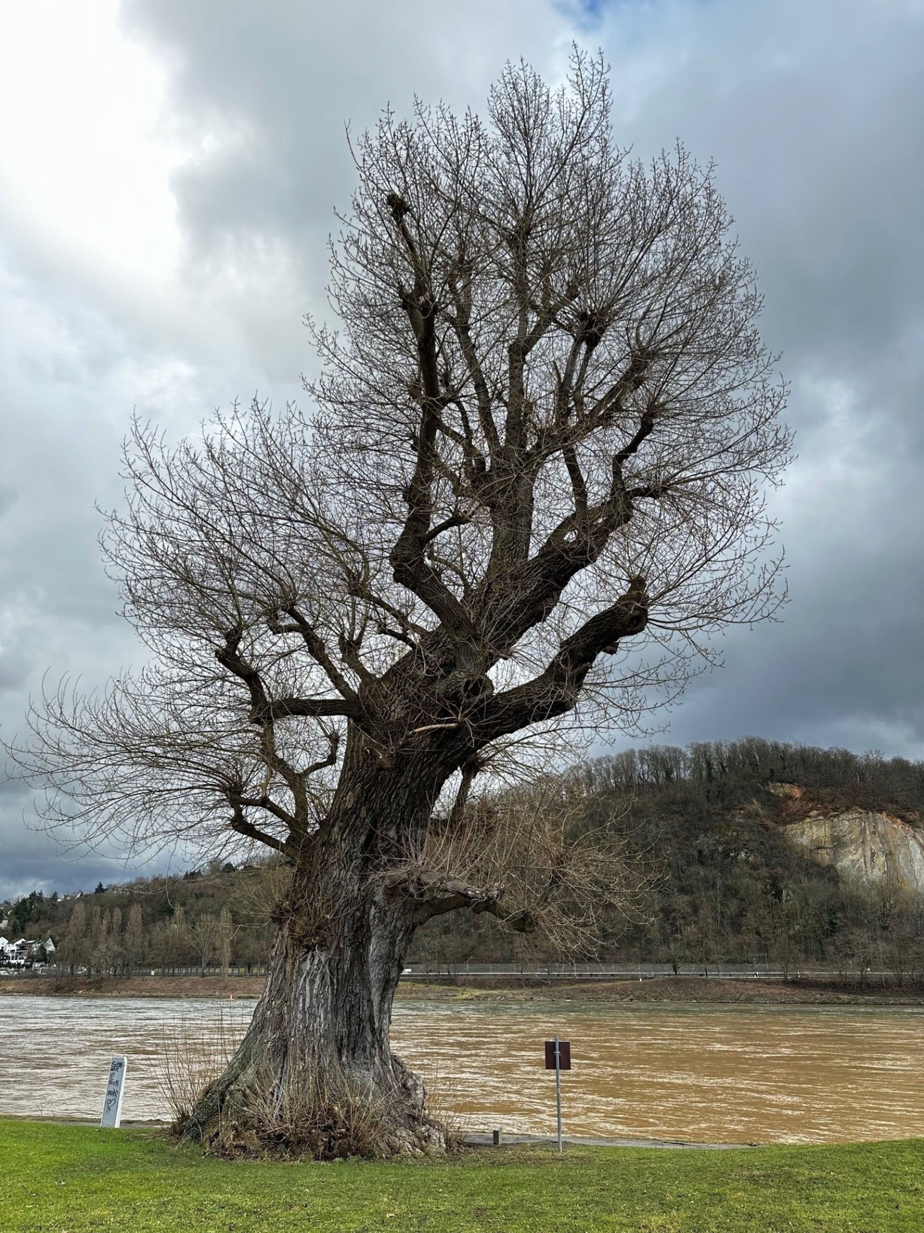 Alt und Stark: Die Rettung des Hüttchensbaums am Rheinufer | Symbolbild