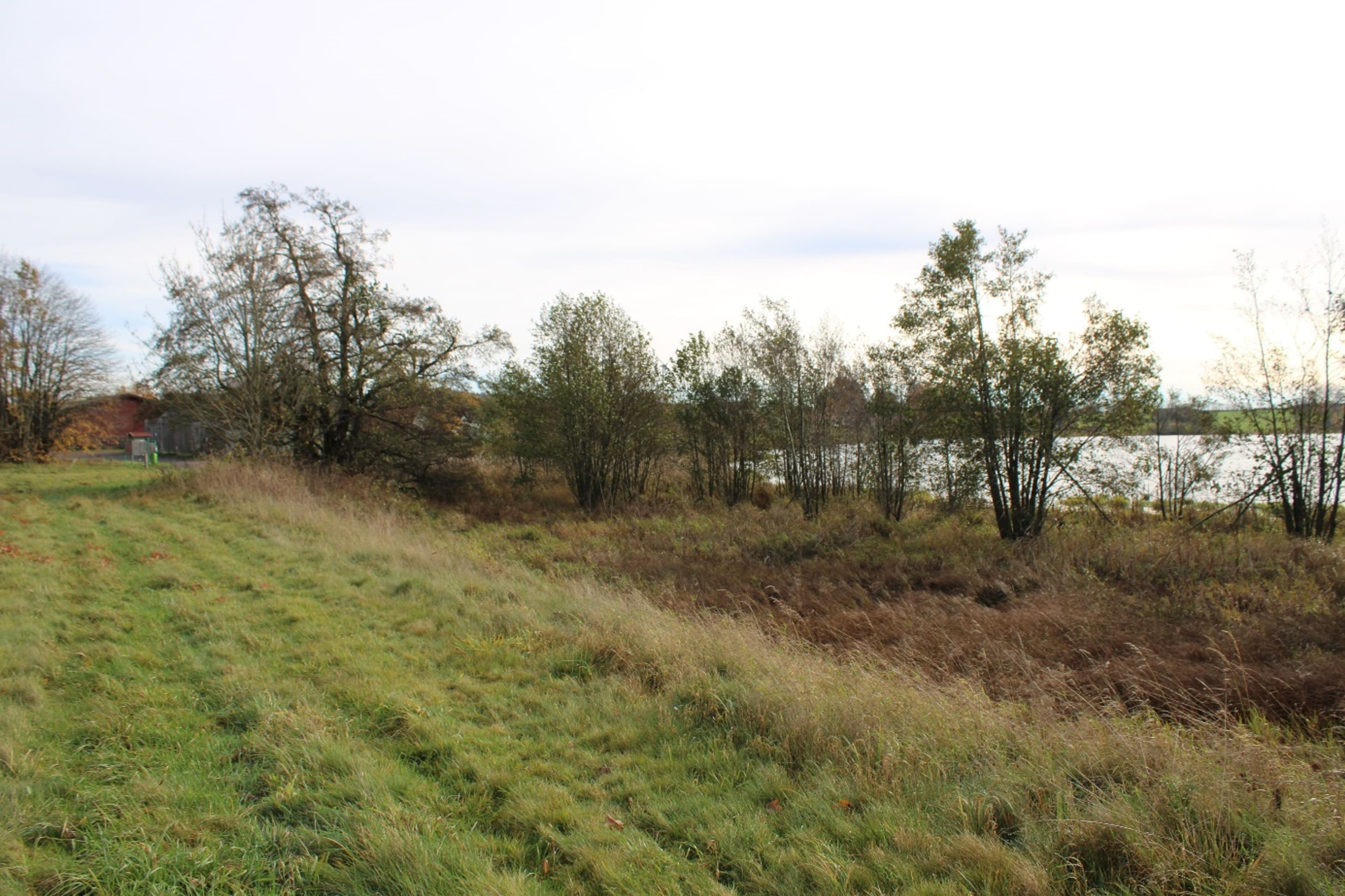 Entbuschung am Ober-Mooser-Teich startet | Symbolbild