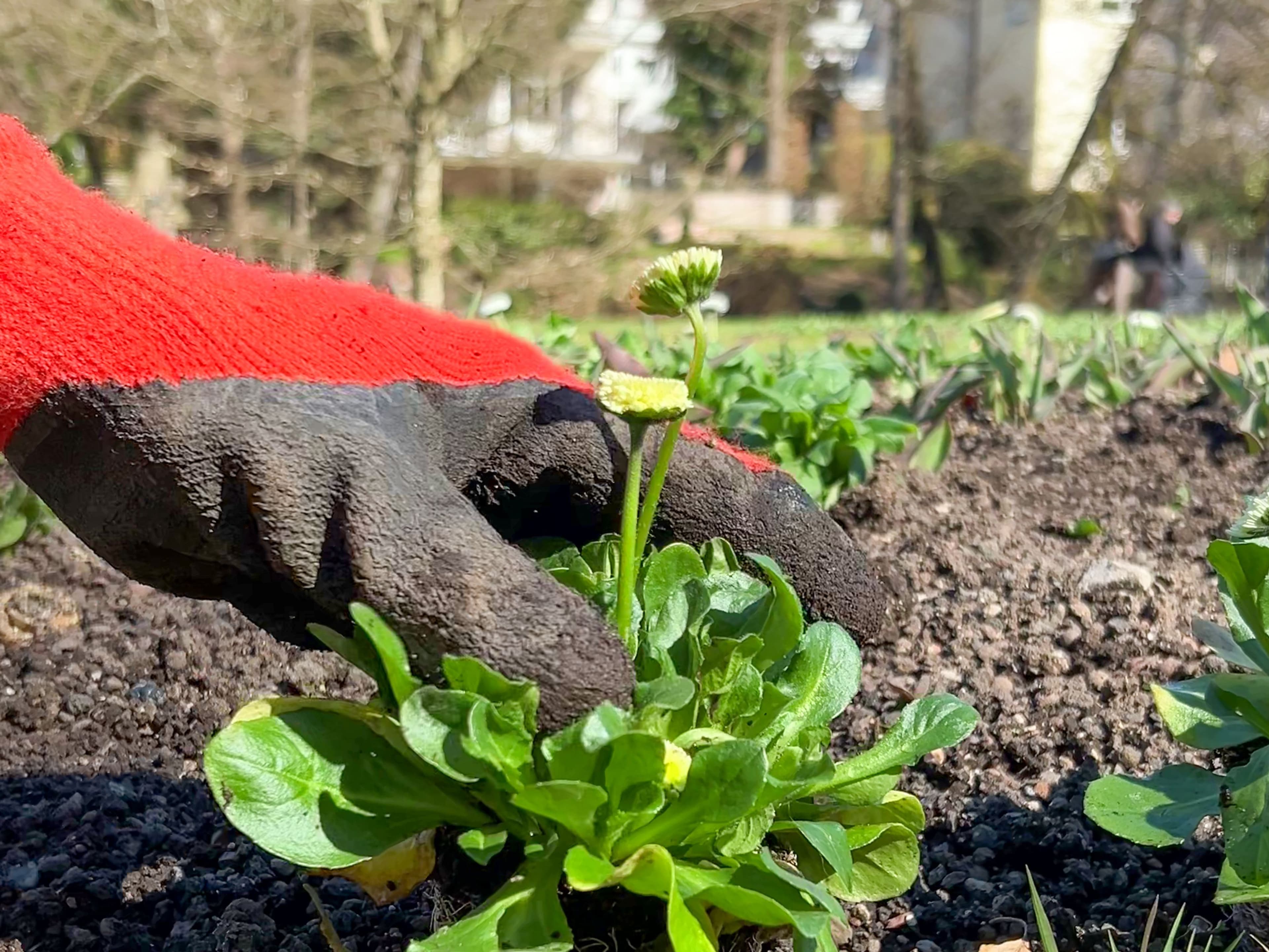 Frühlingserwachen im Dahliengarten! | Symbolbild