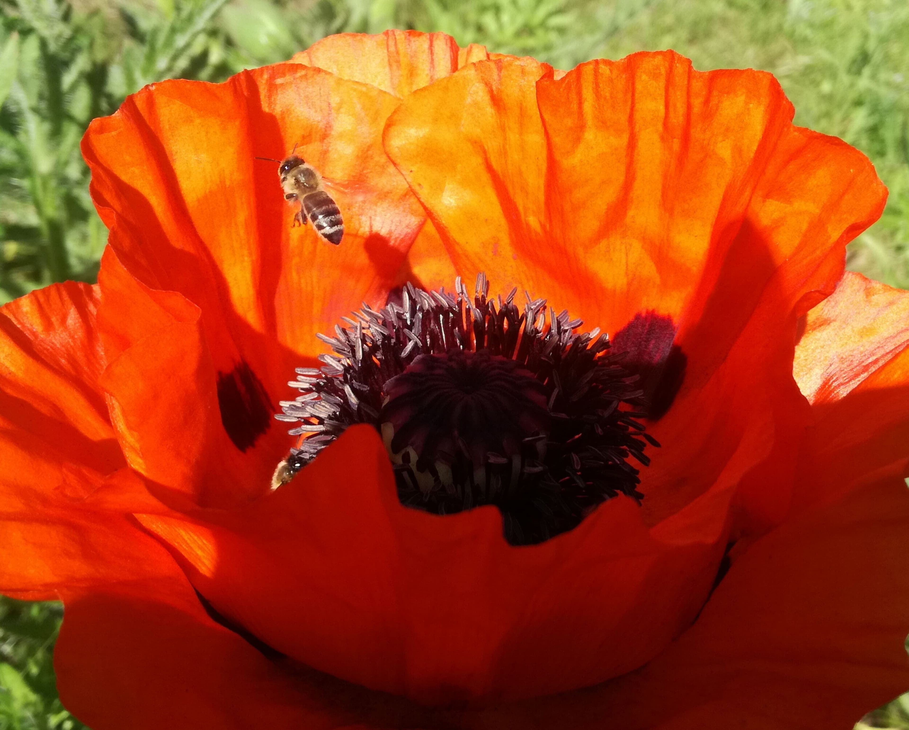 Gartenwettbewerb 2025: Gestalten Sie mit Ihrer grünen Oase! | Symbolbild
