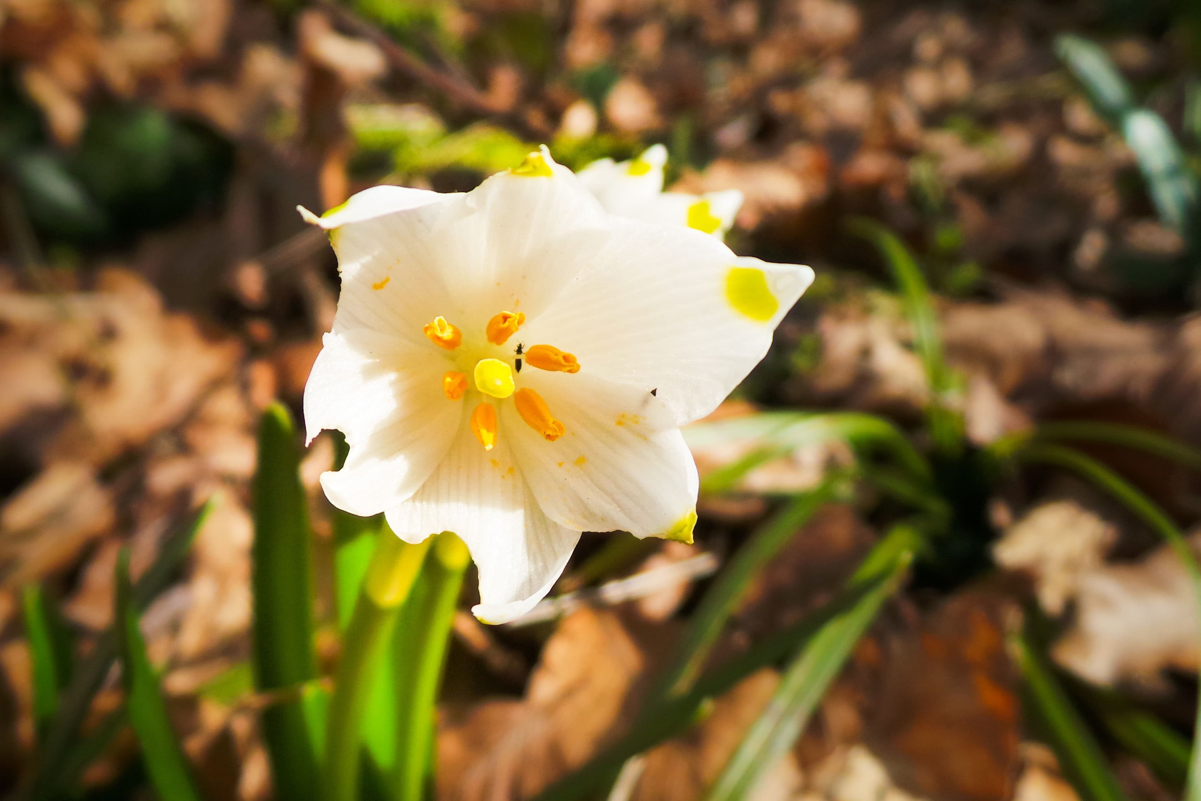 Weiße Blütenpracht am Schweineberg | Symbolbild