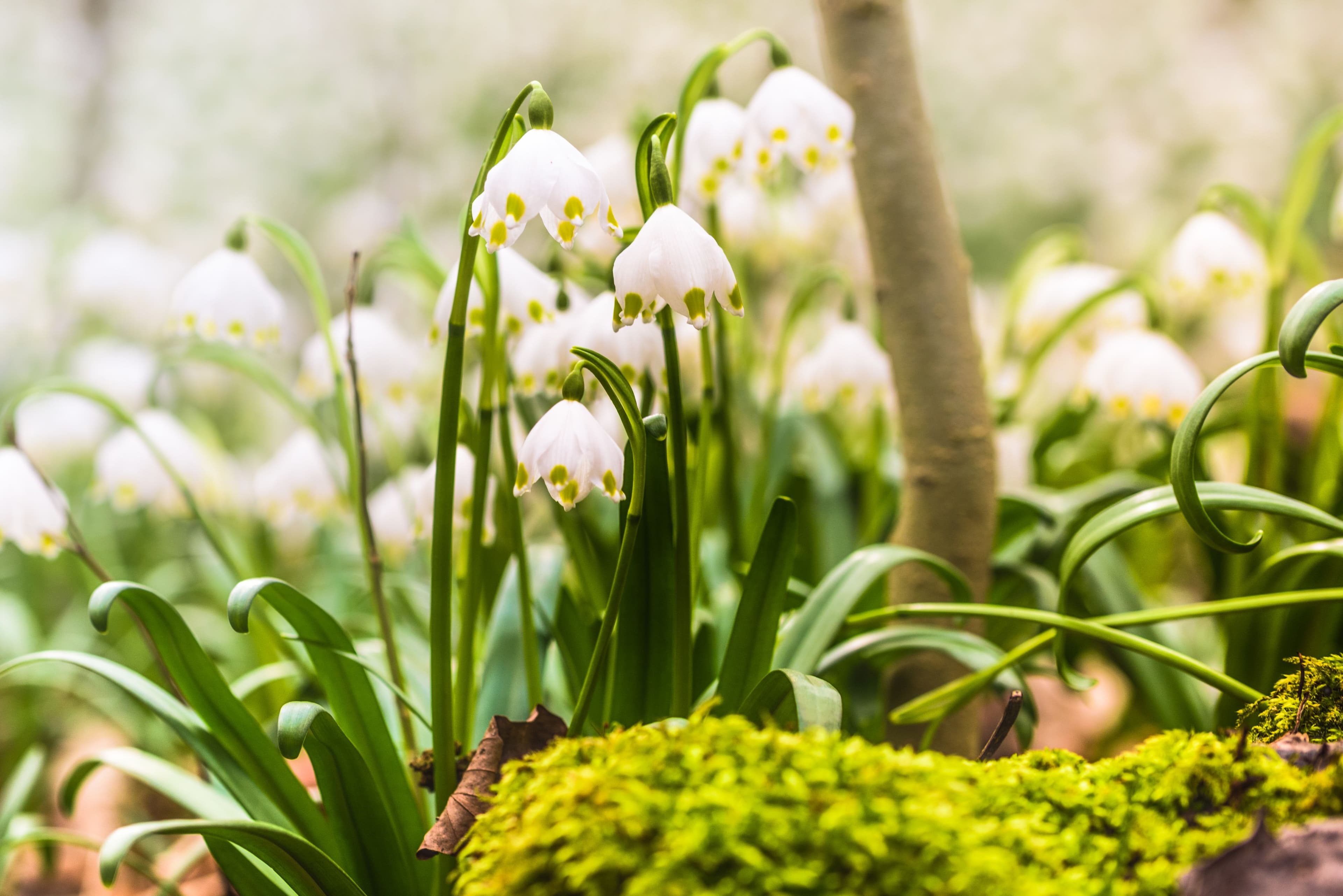 Weiße Blütenpracht am Schweineberg | Symbolbild