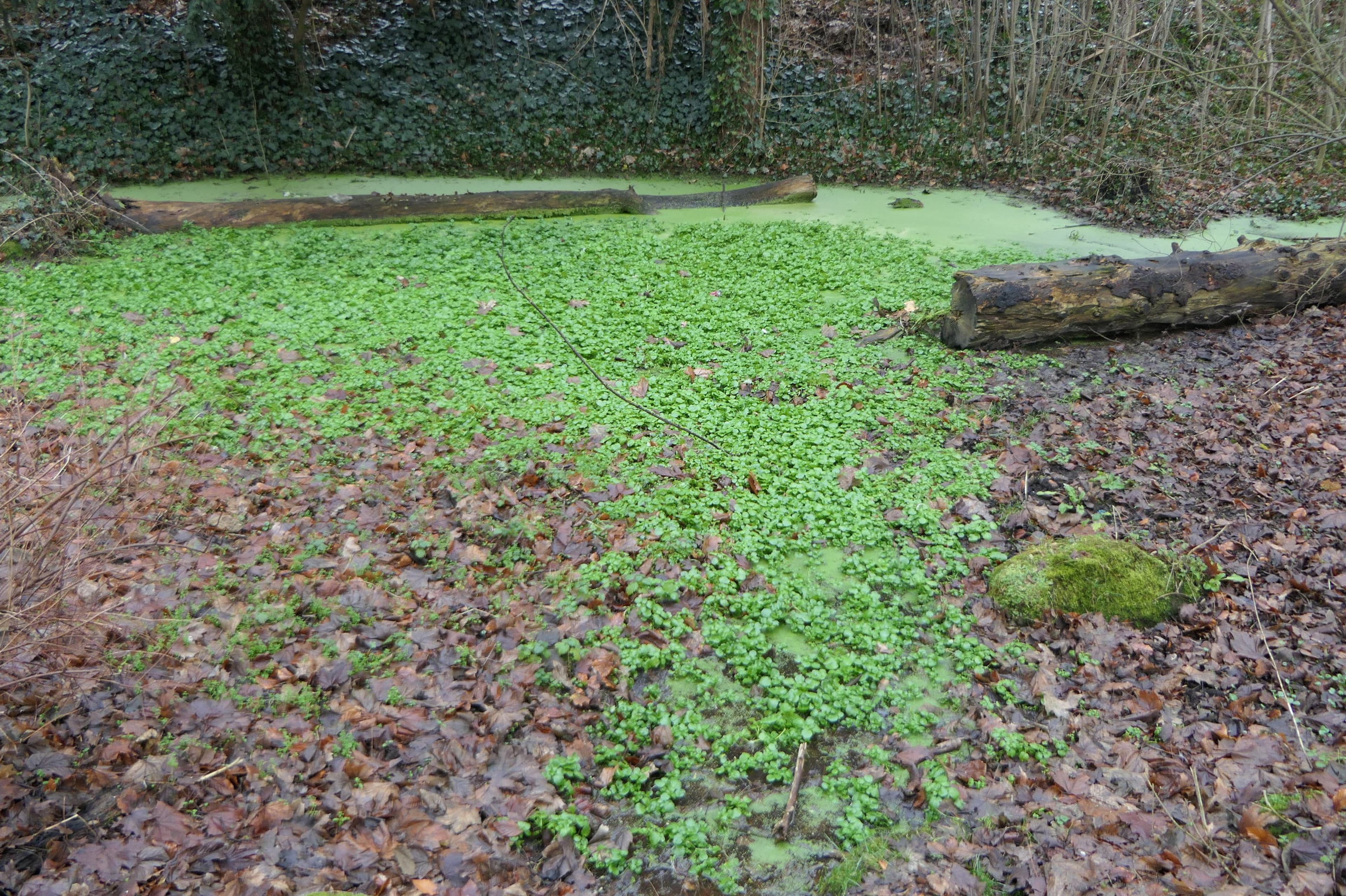 Neugestaltung des Mindener Waldparks Glacis: Ein Schritt in eine nachhaltige Zukunft | Symbolbild
