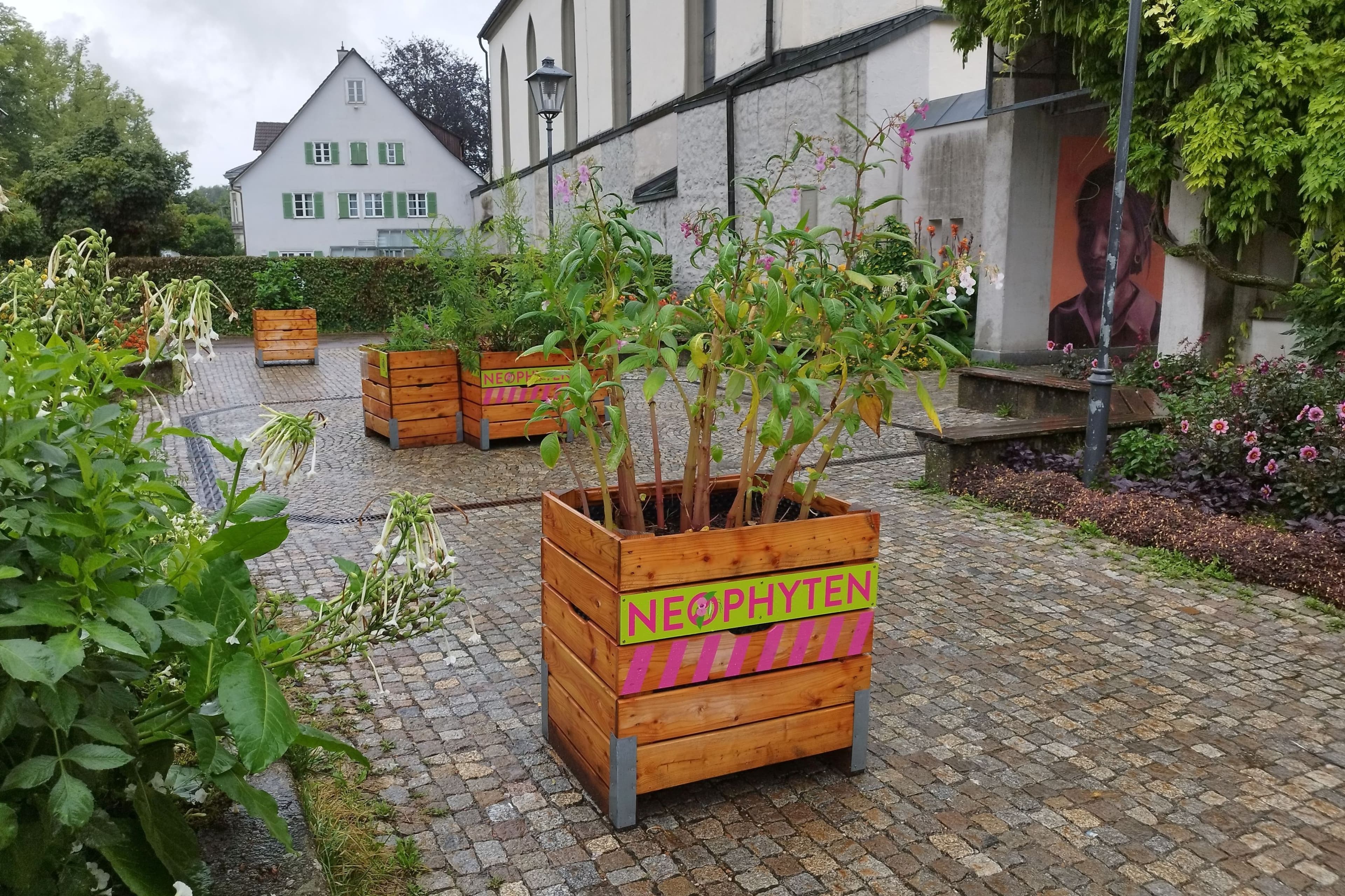 Gefährliche Pflanzen im Fokus | Symbolbild