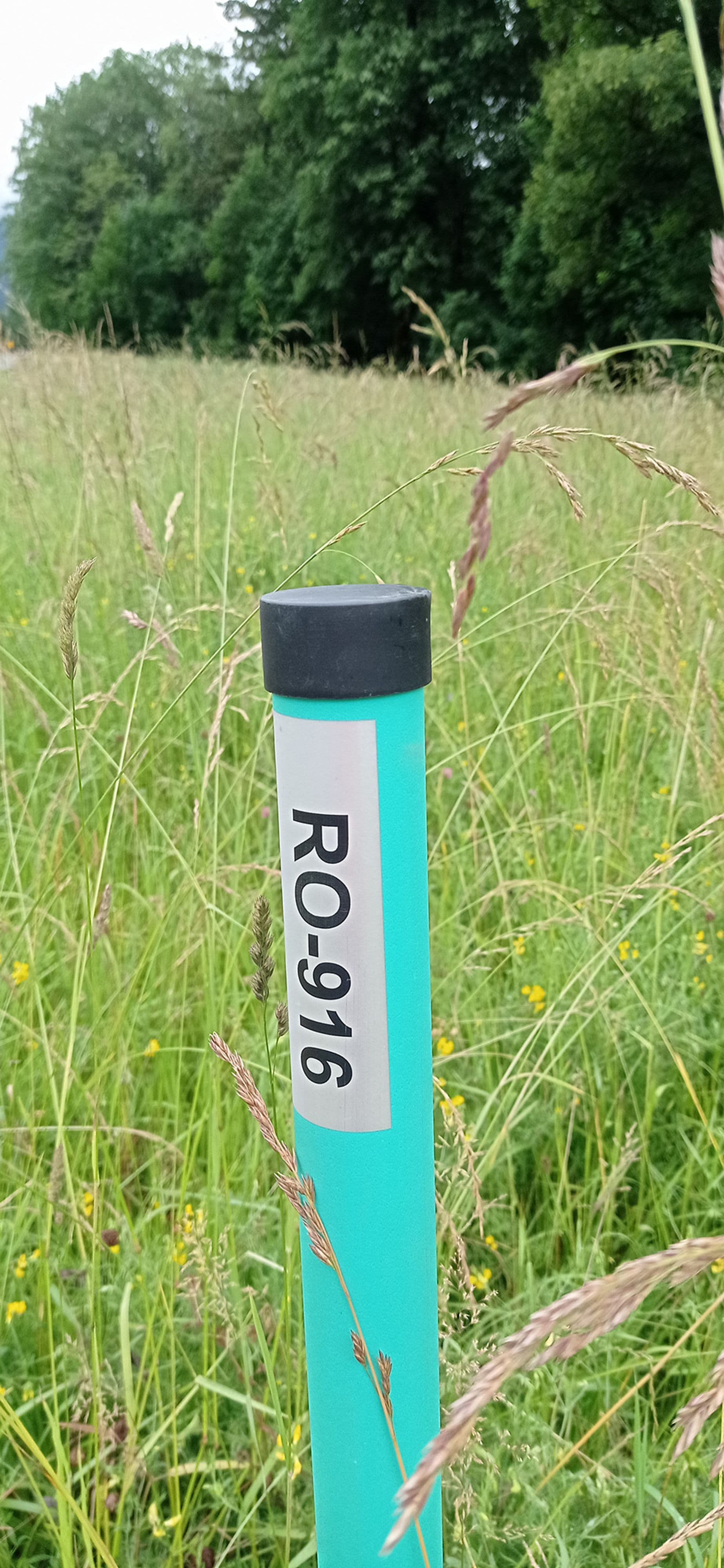 Bayern startet Insekten-Oasen an Straßenrändern | Symbolbild