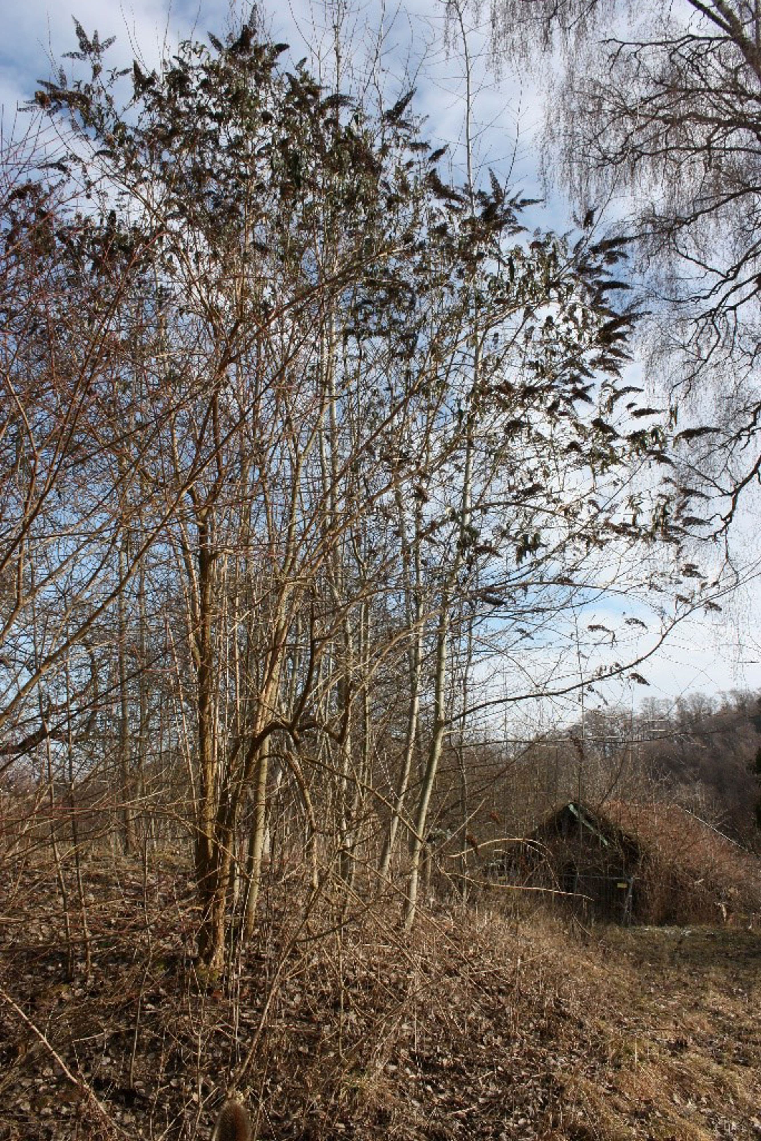 Schmetterlingsflieder, eine gebietsfremde Pflanze im Tal Josaphat. Schmetterlingsflieder, eine gebietsfremde Pflanze im Tal Josaphat.
