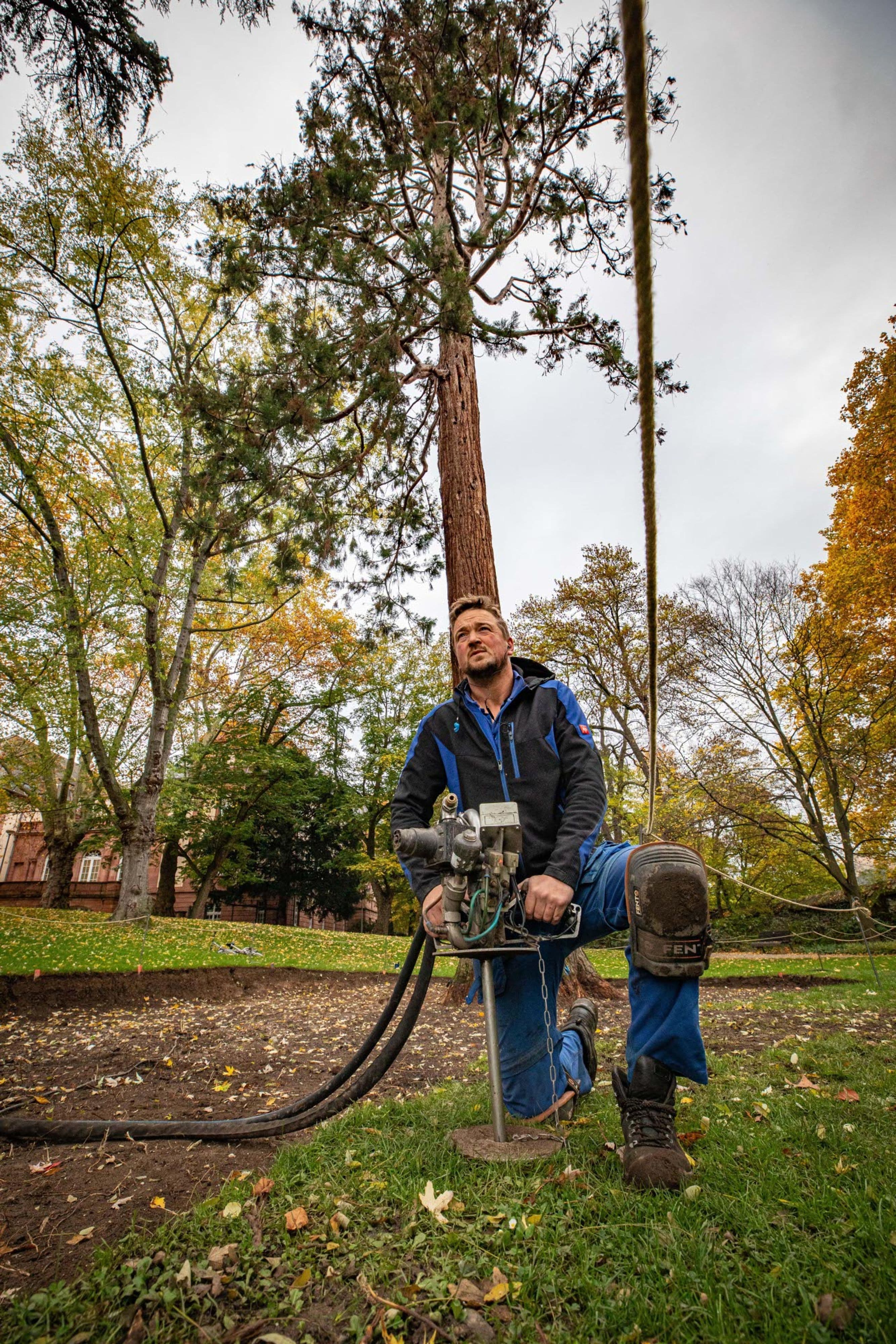 Koblenz gibt Naturdenkmälern neue Kraft | Symbolbild