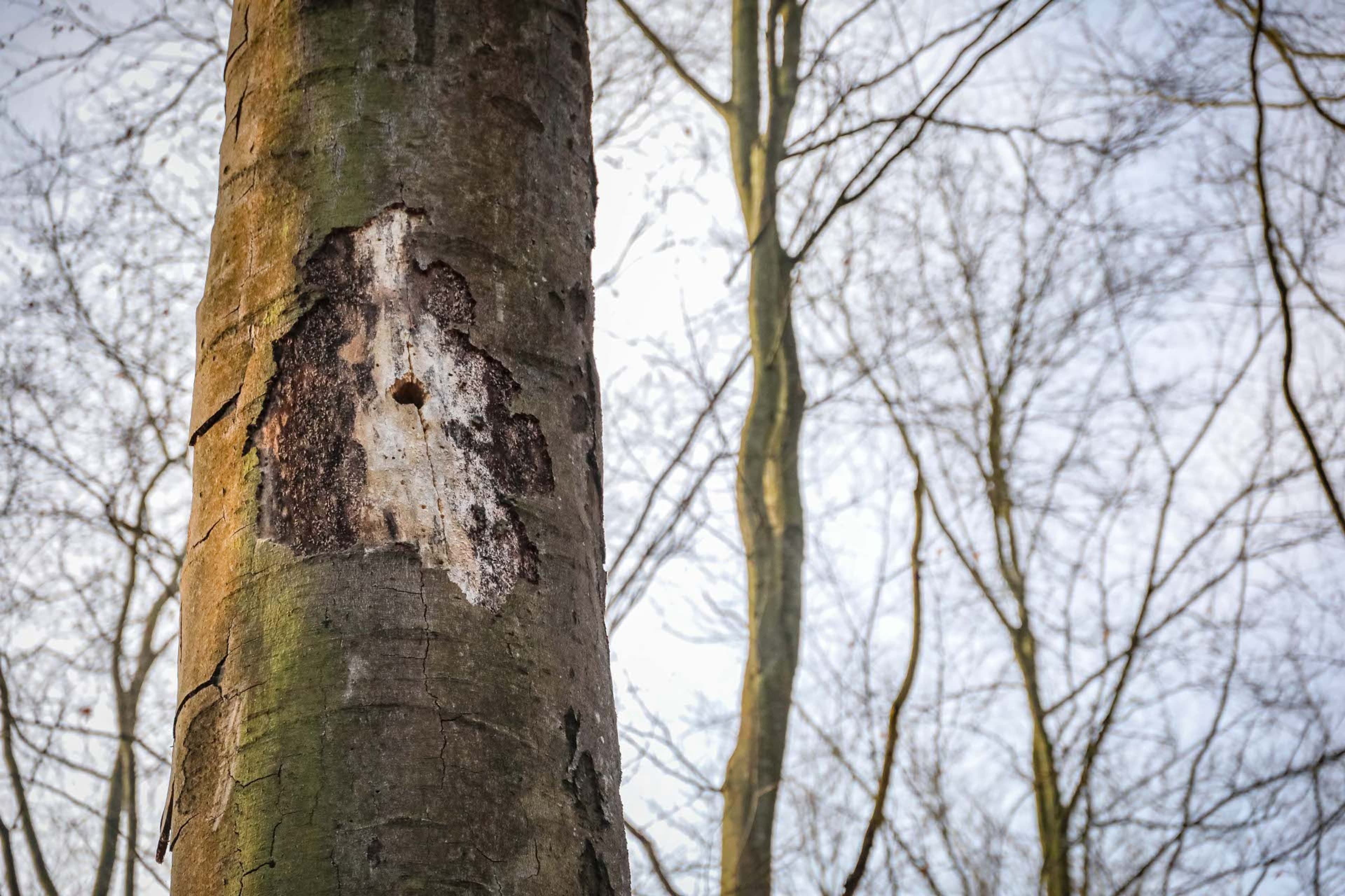 Spechtmonitoring im Koblenzer Stadtwald: Modernes Verfahren für Artenvielfalt | Symbolbild