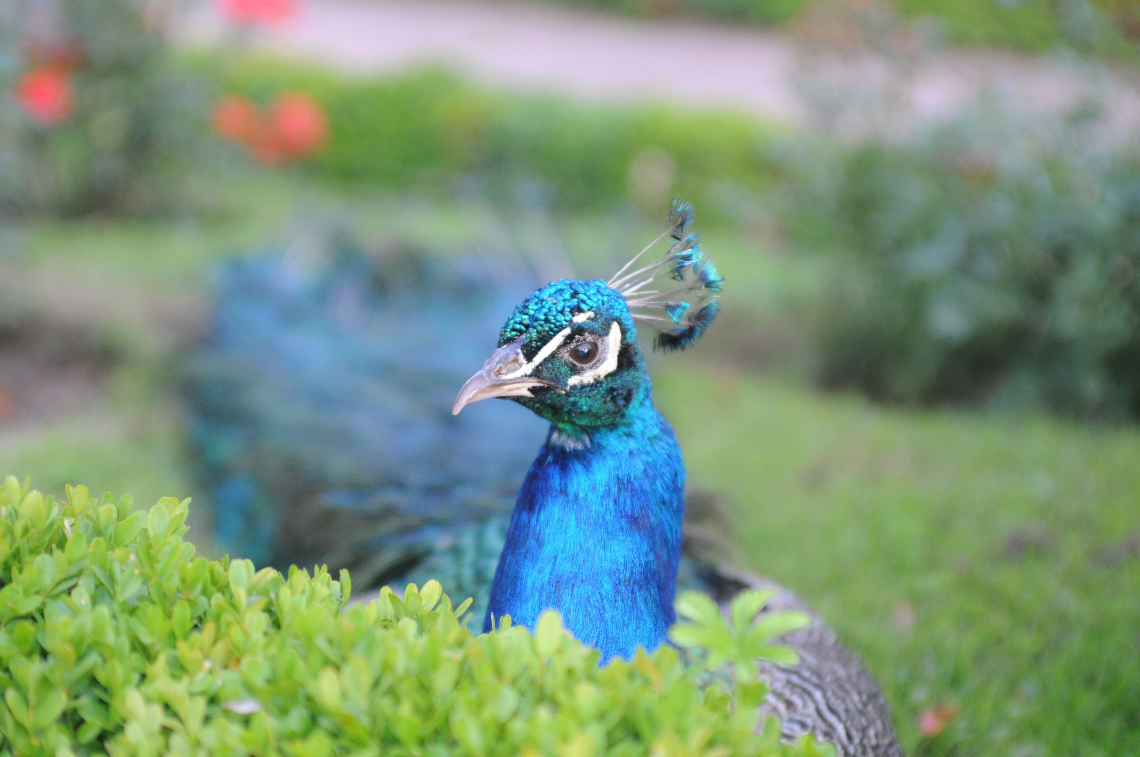 150 Jahre Stadtpark Lahr: Fotofestival am 17. August | Symbolbild