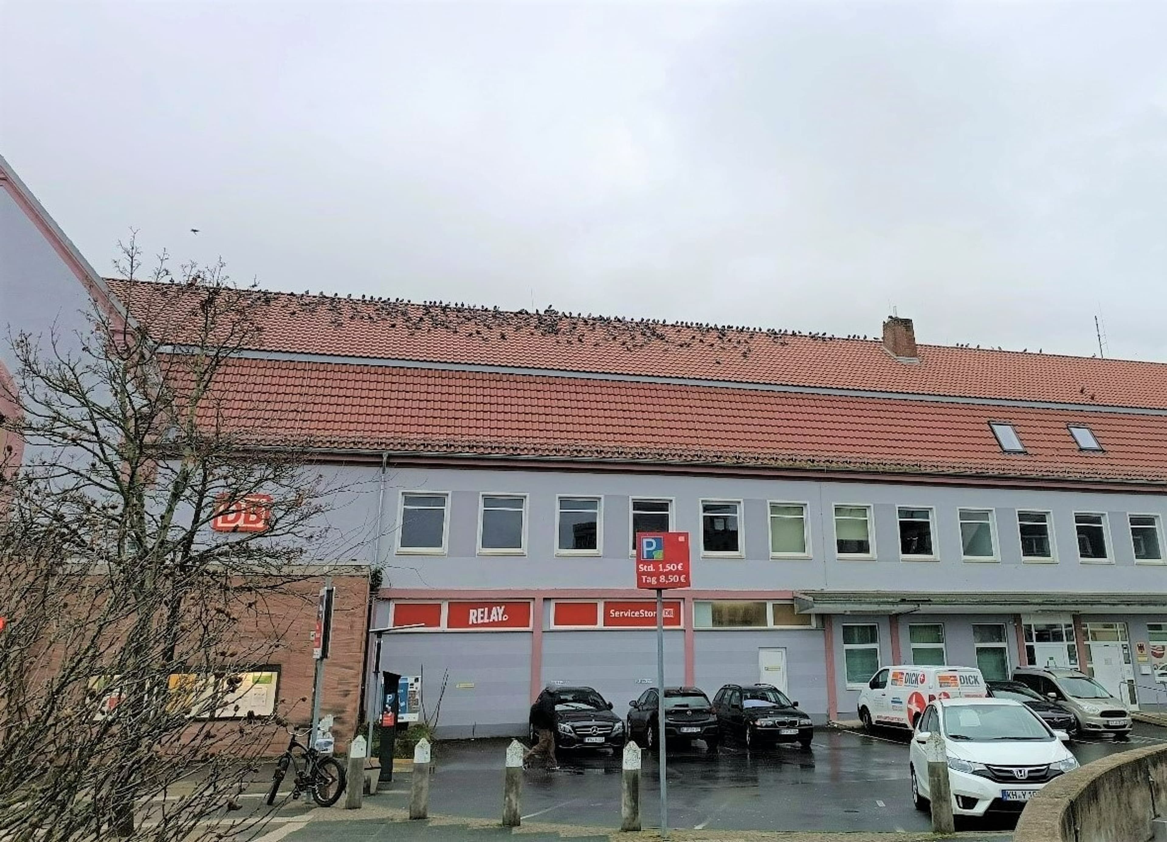 Taubenplage in Bad Kreuznach: Bürgerschaft gefragt! | Symbolbild