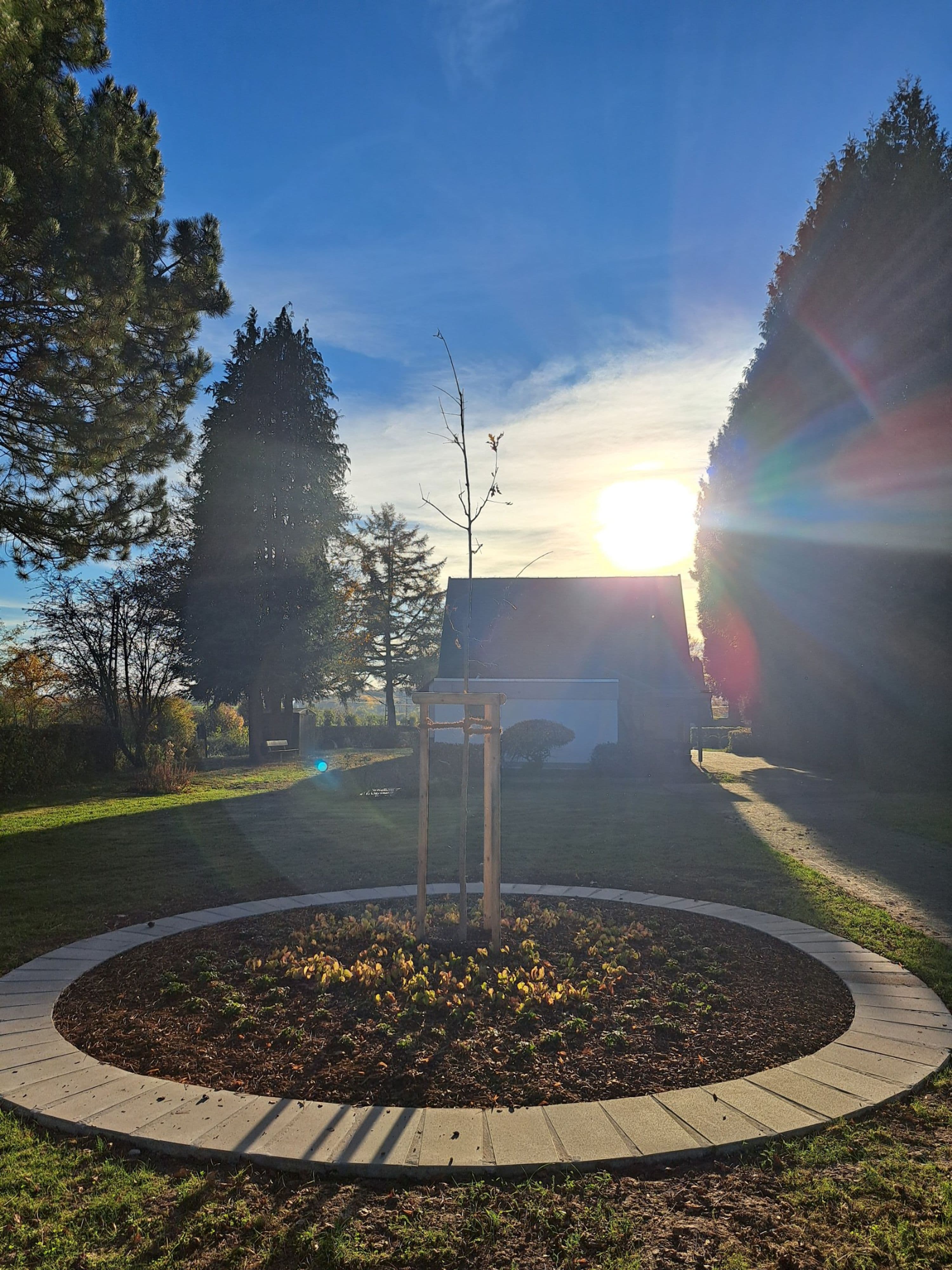 Hameln fĂĽhrt Urnenbaumgrab-Bestattung ein | Symbolbild