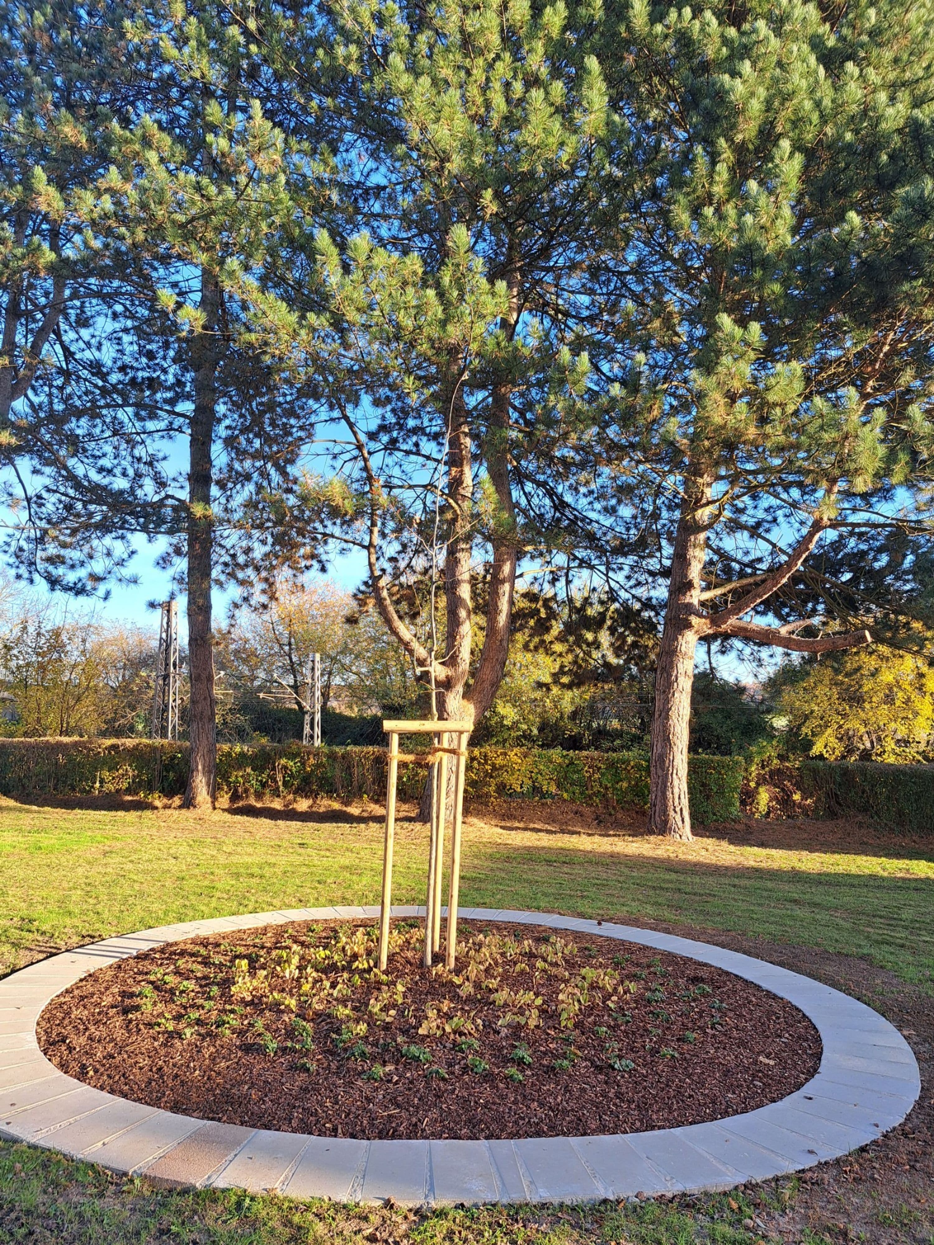 Urnenbaumgrab-Bestattung als naturnahe Alternative auf Hamelner Friedhöfen. Urnenbaumgrab-Bestattung als naturnahe Alternative auf Hamelner Friedhöfen.