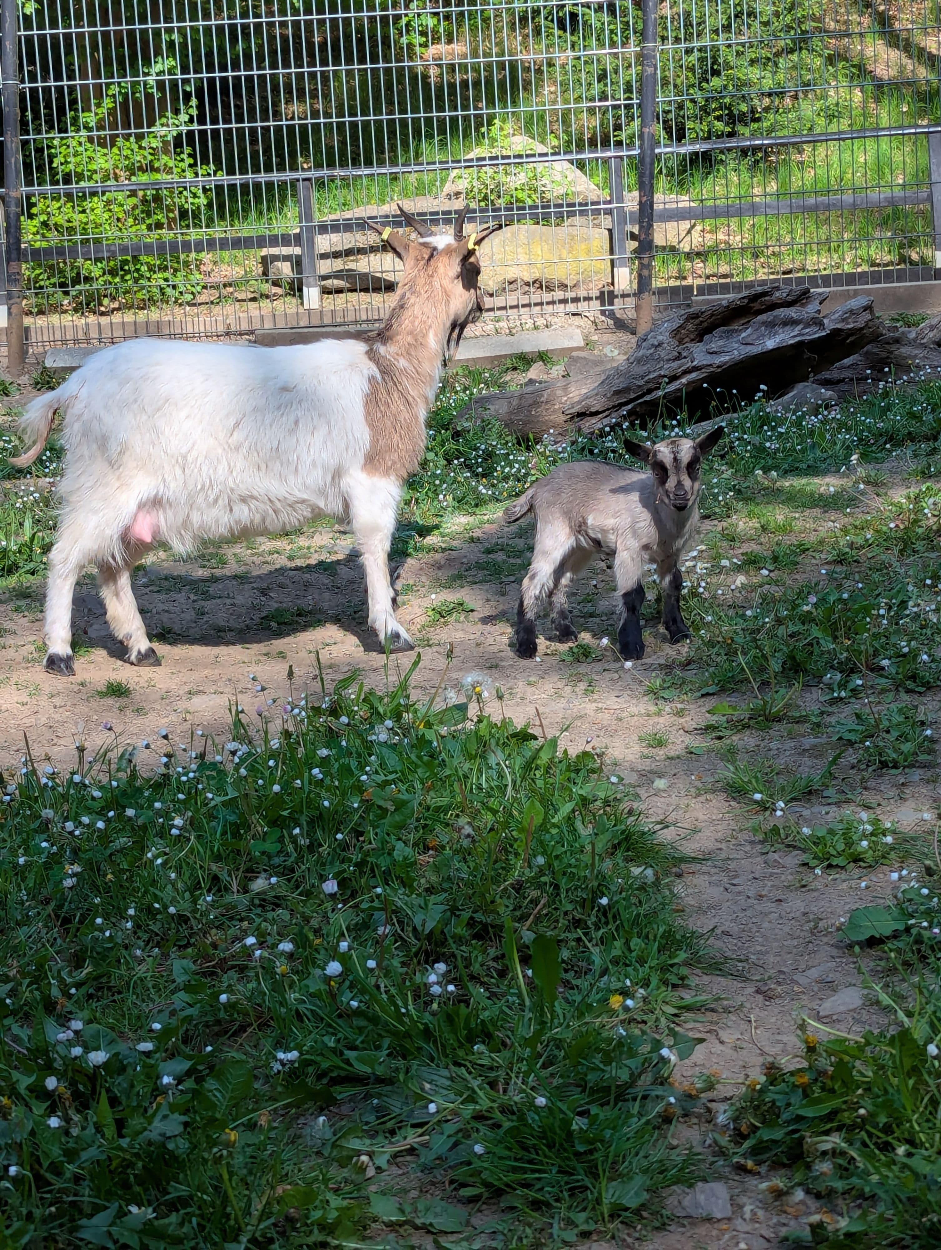 Wildparkfest in Wernigerode: Silberfuchspärchen im Mittelpunkt | Symbolbild