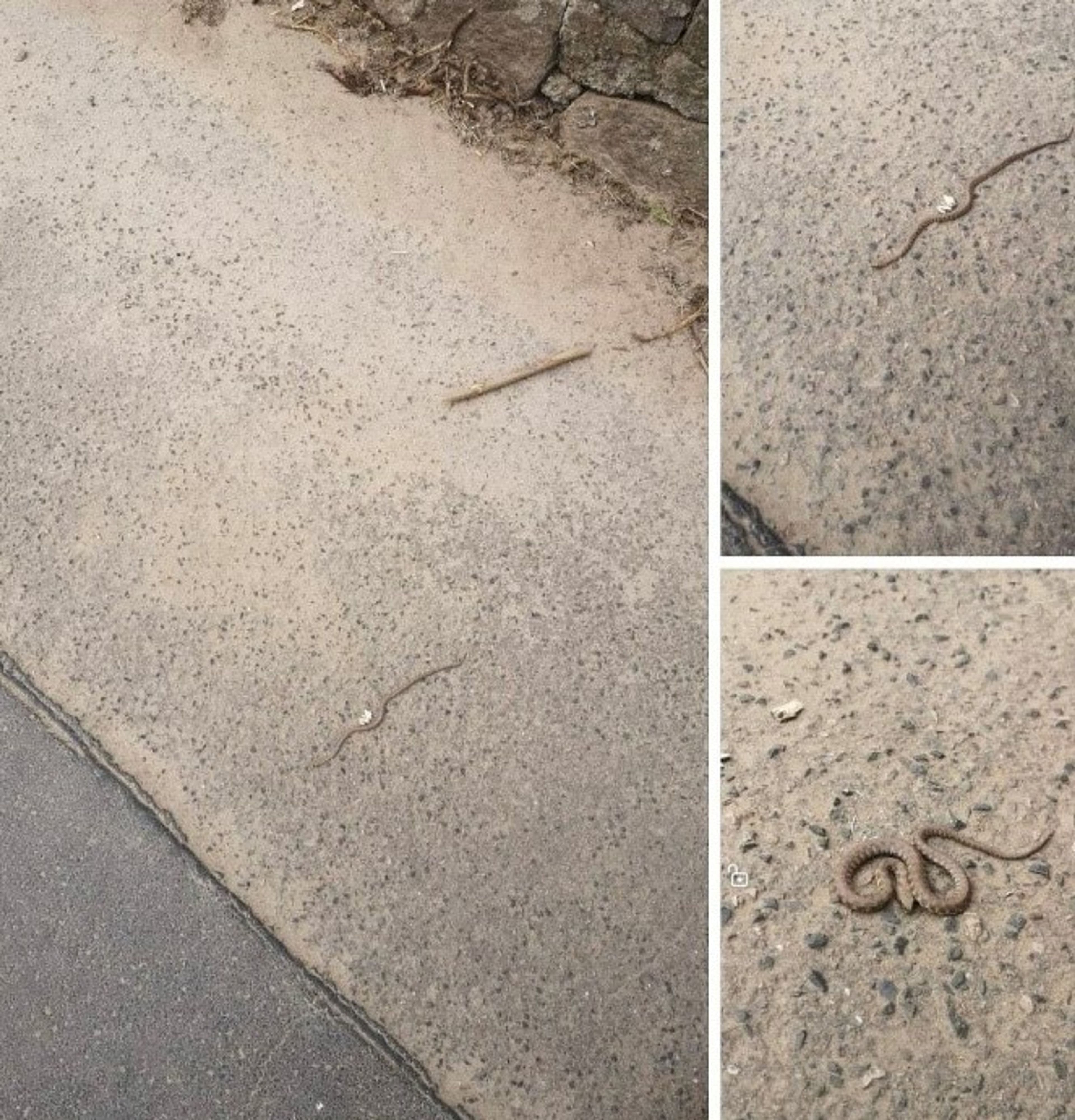 Frühling 2025: Frühzeitiges Auftreten der Würfelnatter am Felseneck | Symbolbild
