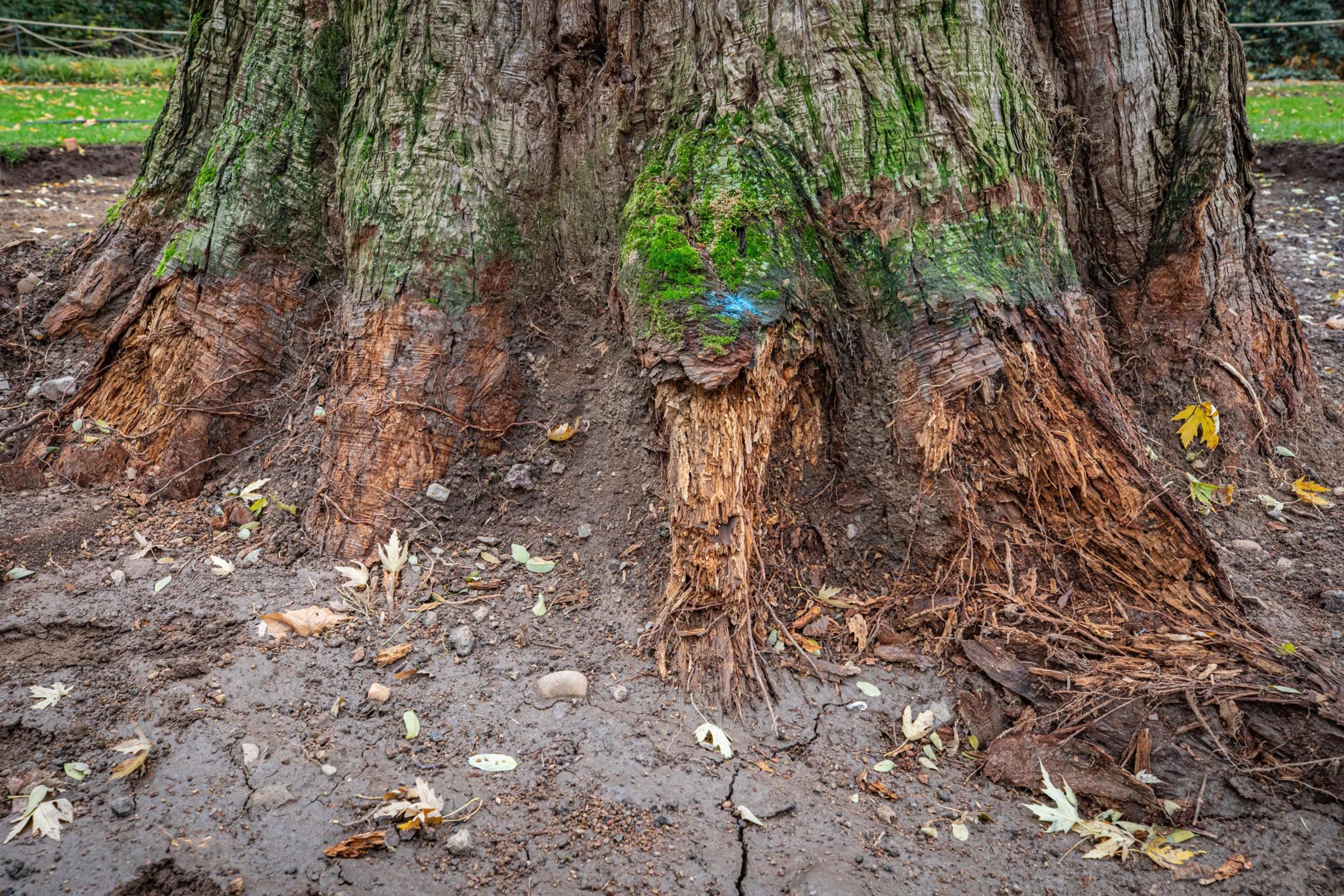 Koblenz gibt Naturdenkmälern neue Kraft | Symbolbild