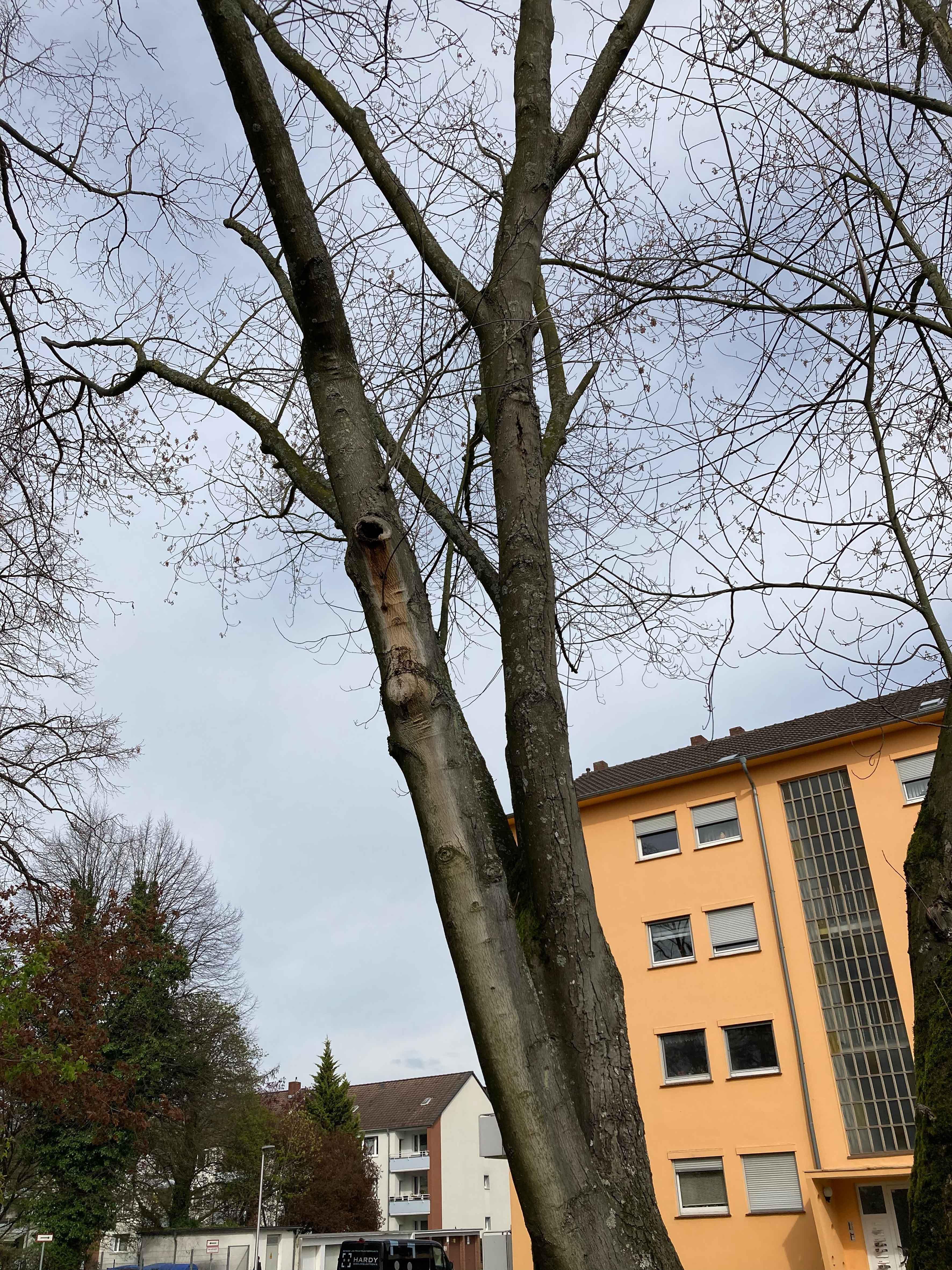 Gefährlicher Pilzbefall: Silberahorn am Lindenplatz muss weichen | Symbolbild