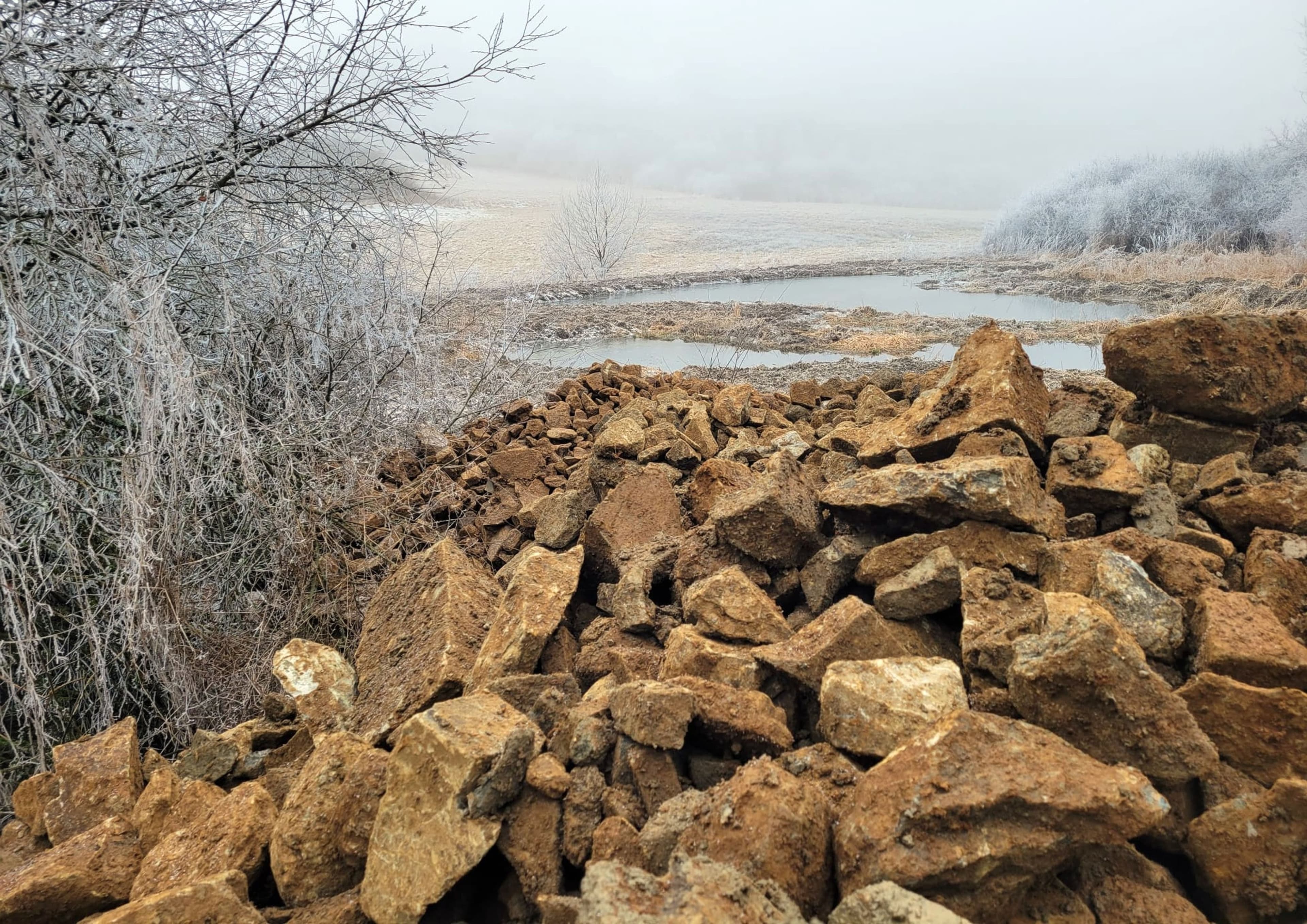 Die Geburtshelferkröte ist in Hessen eine gefährdete Art. Neue Lebensräume werden geschaffen, um ihre Population zu unterstützen.