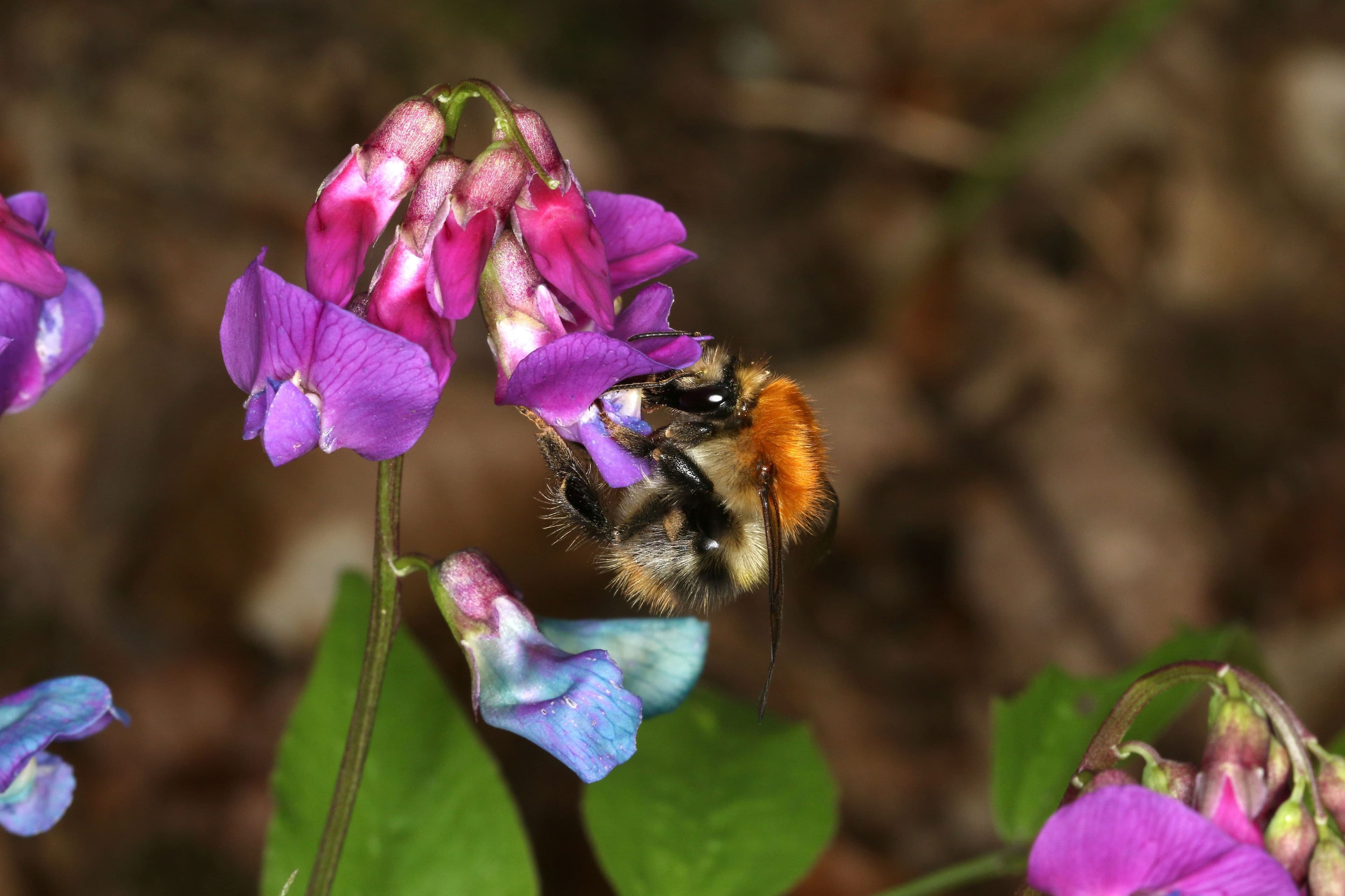 Motiv Ackerhummel aus der Ausstellung „Insektenreich – Vielfalt heimischer Insekten“ zum Naturschutztag im Lahn-Dill-Kreis.