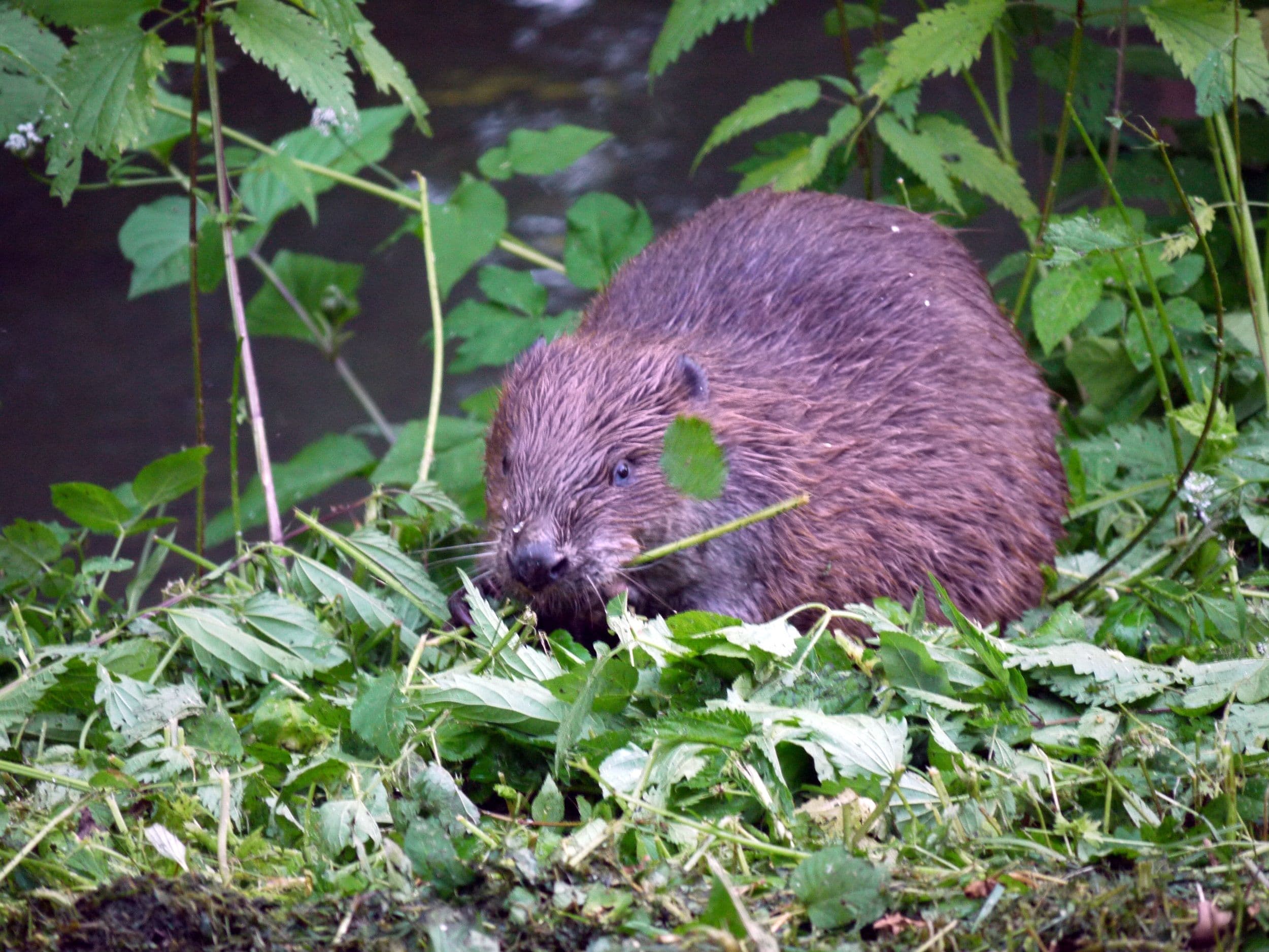 Autoren des Vereins 'Literatur im Siebengebirge' berichten über ihre aktuellen Schreibprojekte und laden zu einer exklusiven Lesung ein.
