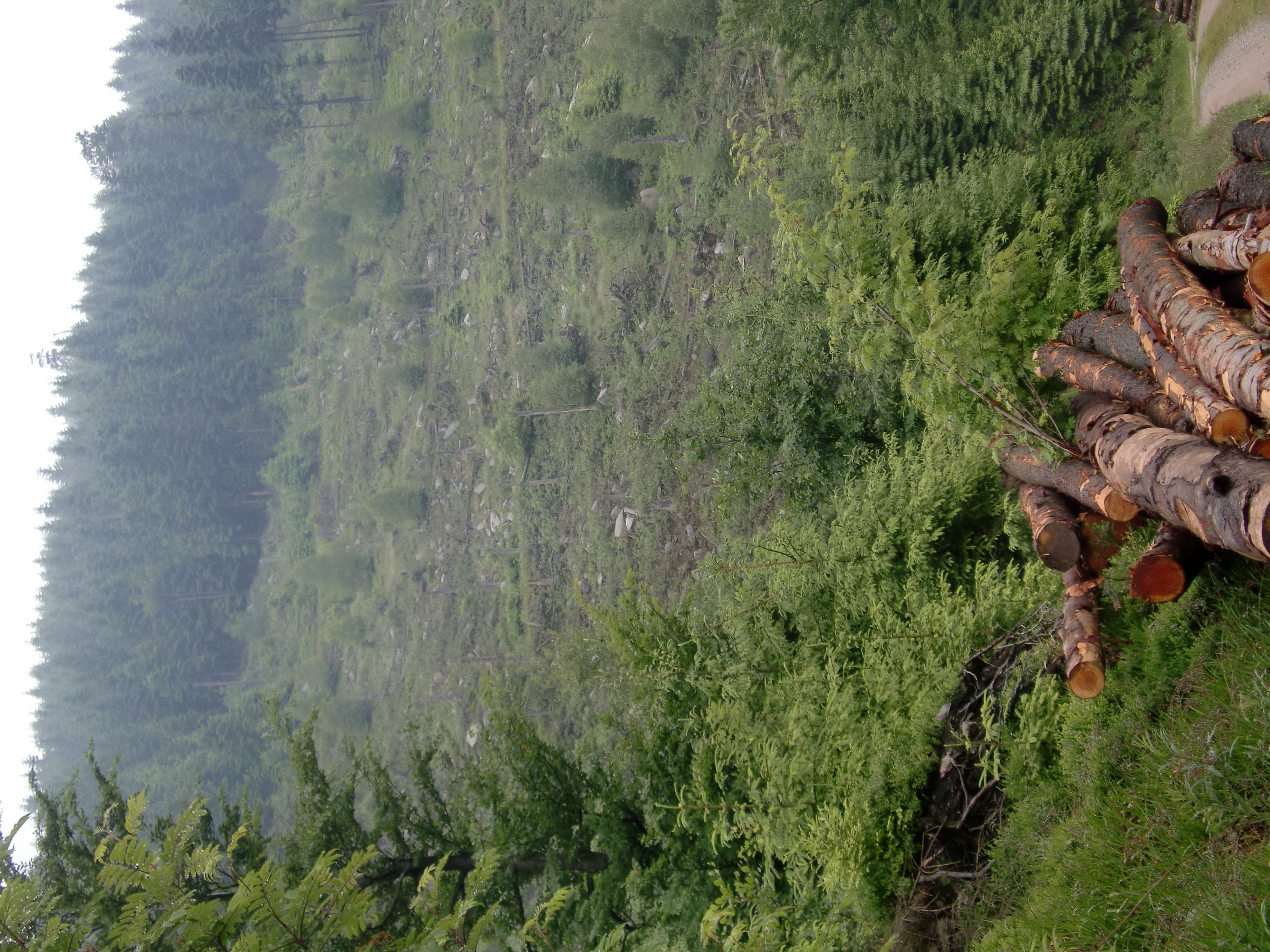 Barrierefreier Umbau der Bushaltestelle Abzweig Bahnhof in der Bahnhofstraße