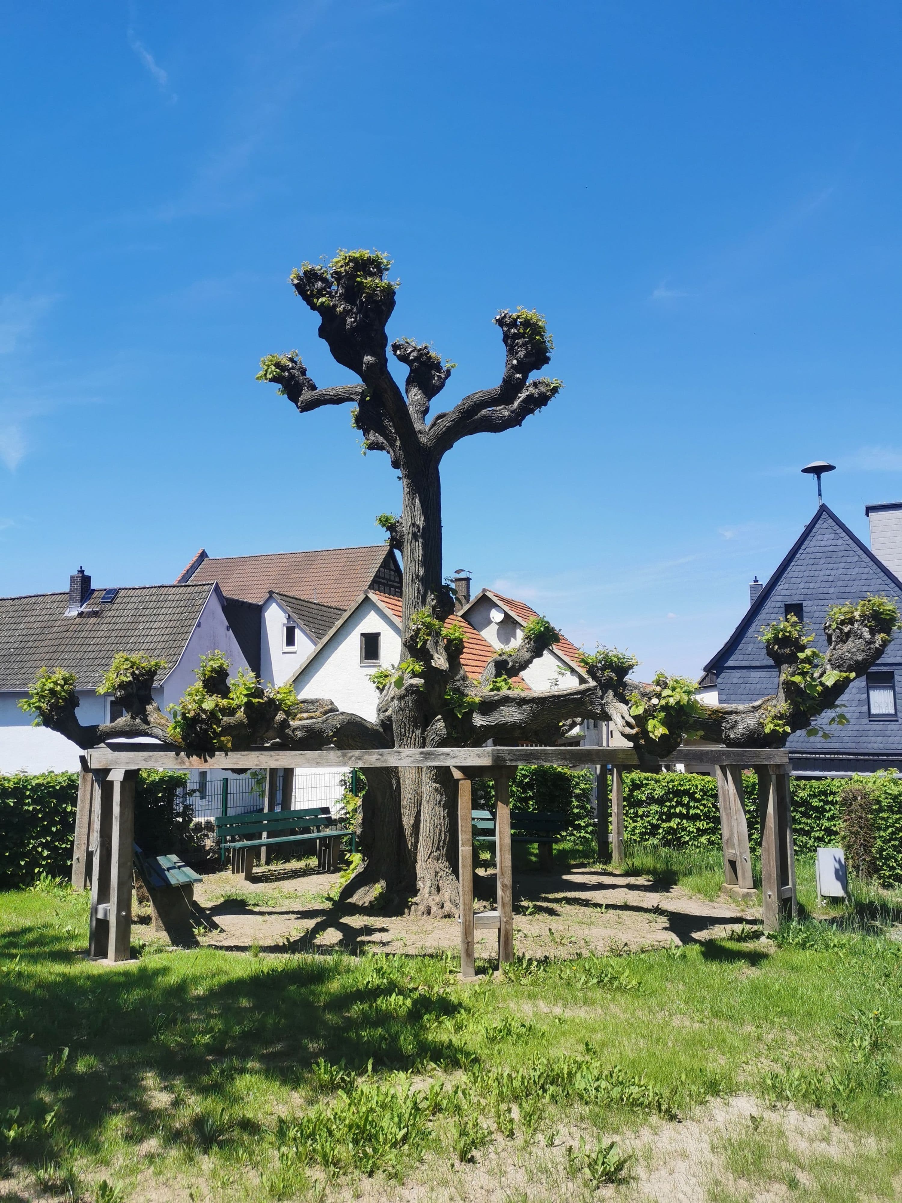 Die Kirchhofslinde in Pohlheim-Grüningen ist ein geschütztes Naturdenkmal im Landkreis Gießen.
