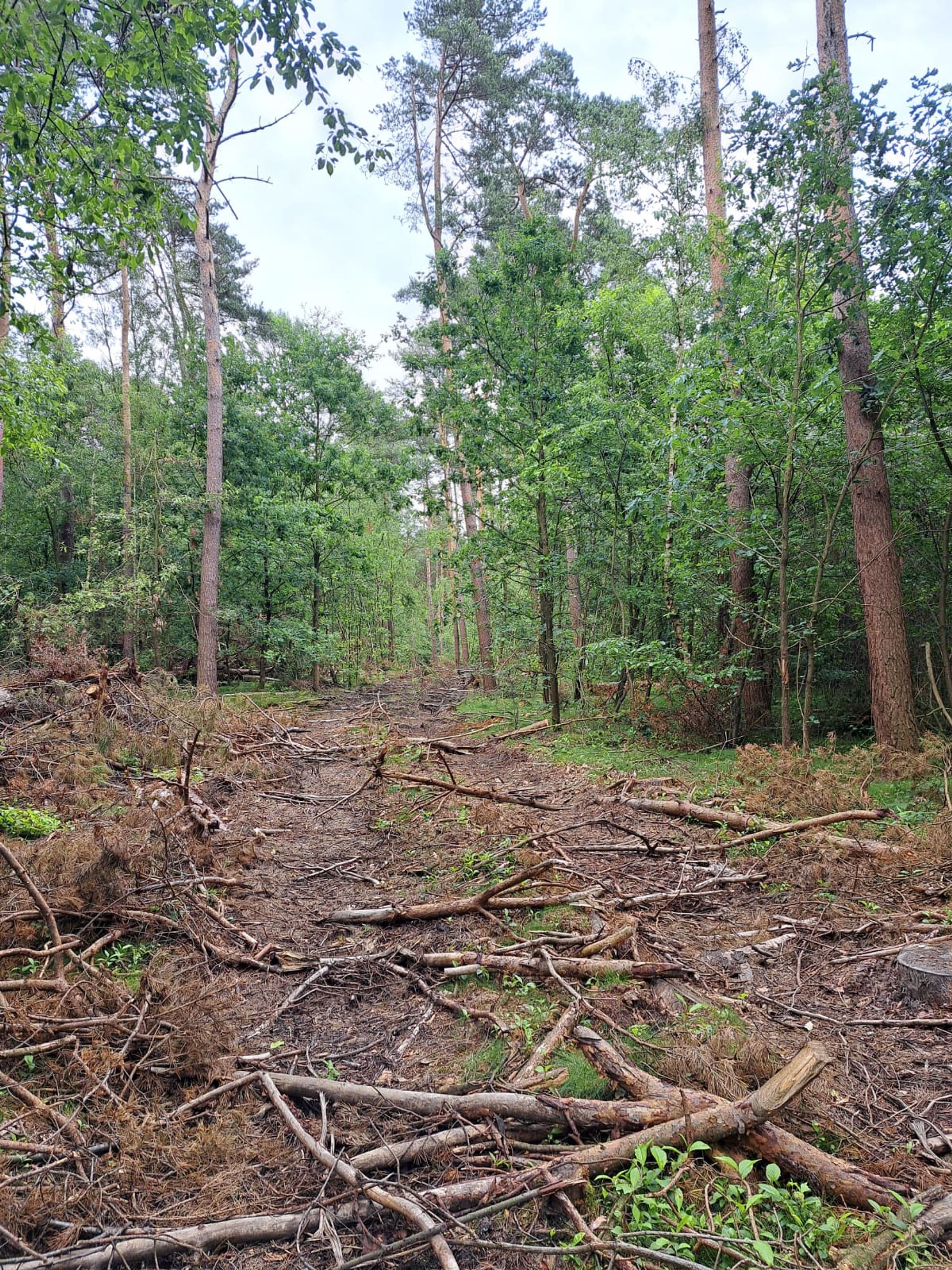 Naturwald und Heidelebensräume in Olfen entdecken | Symbolbild
