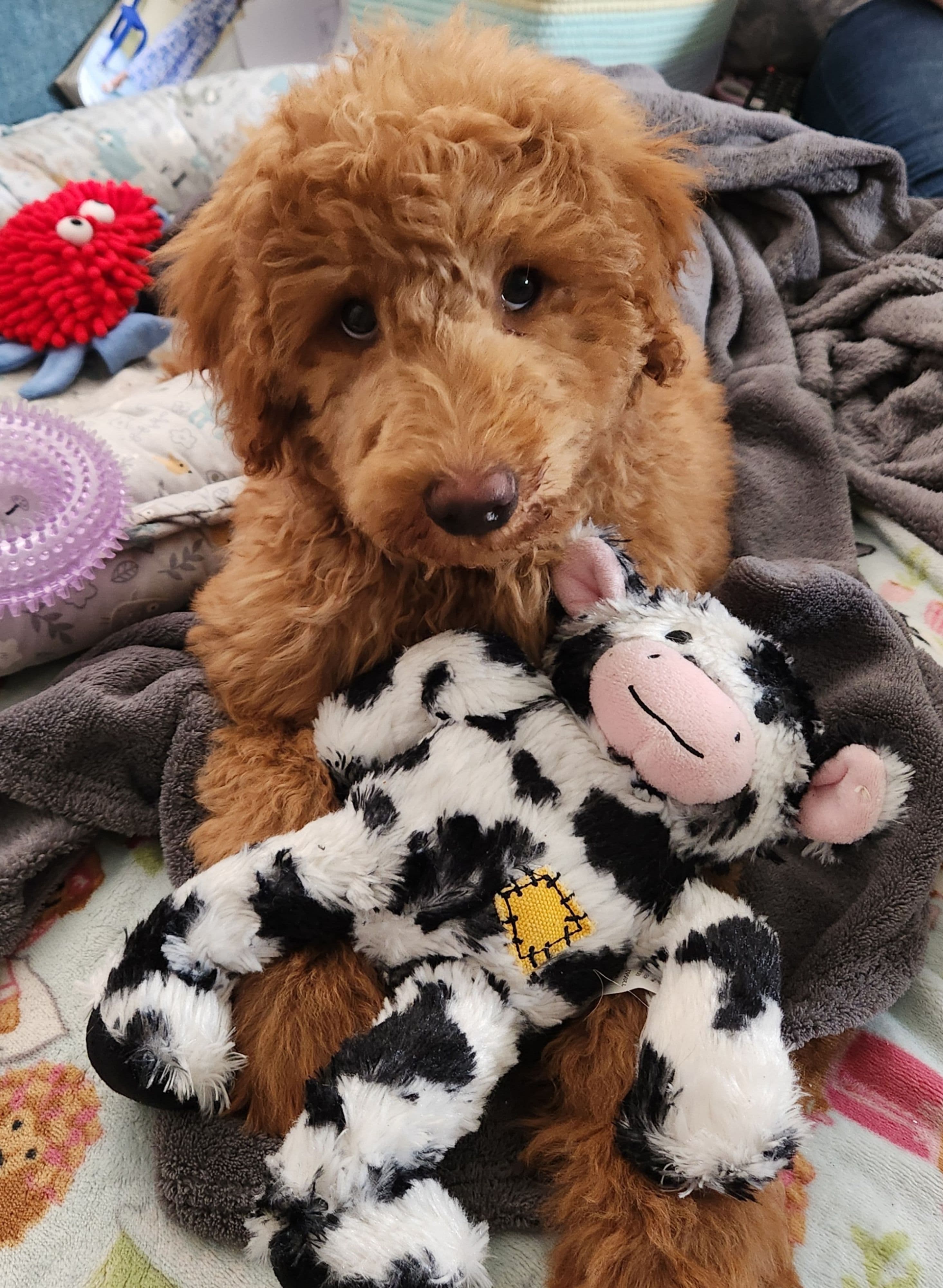 Wechsel bei den Pädagogikbegleithunden in Tiefenbach | Symbolbild
